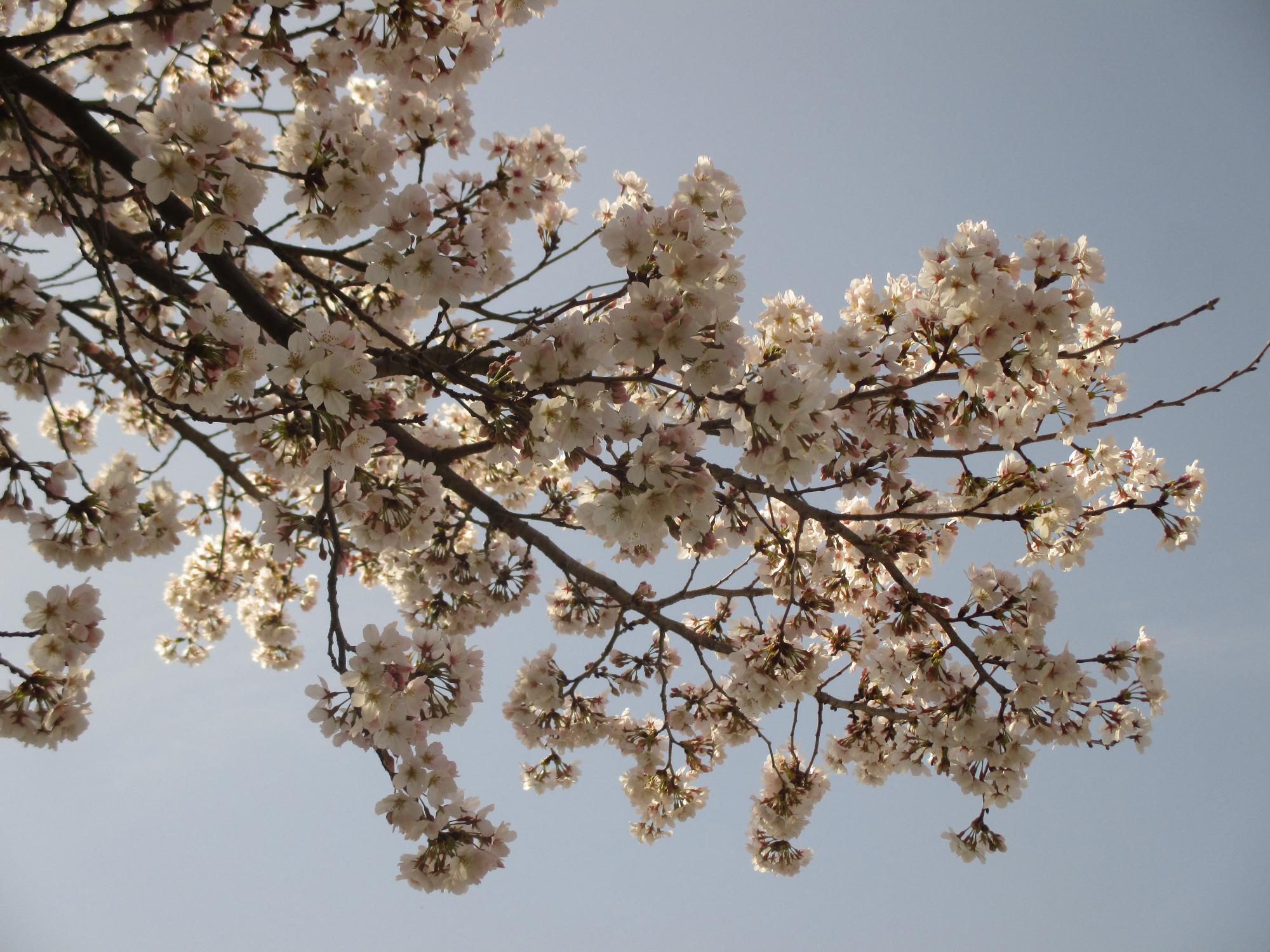 ３月３０日　神明の丘眺望公園開花状況