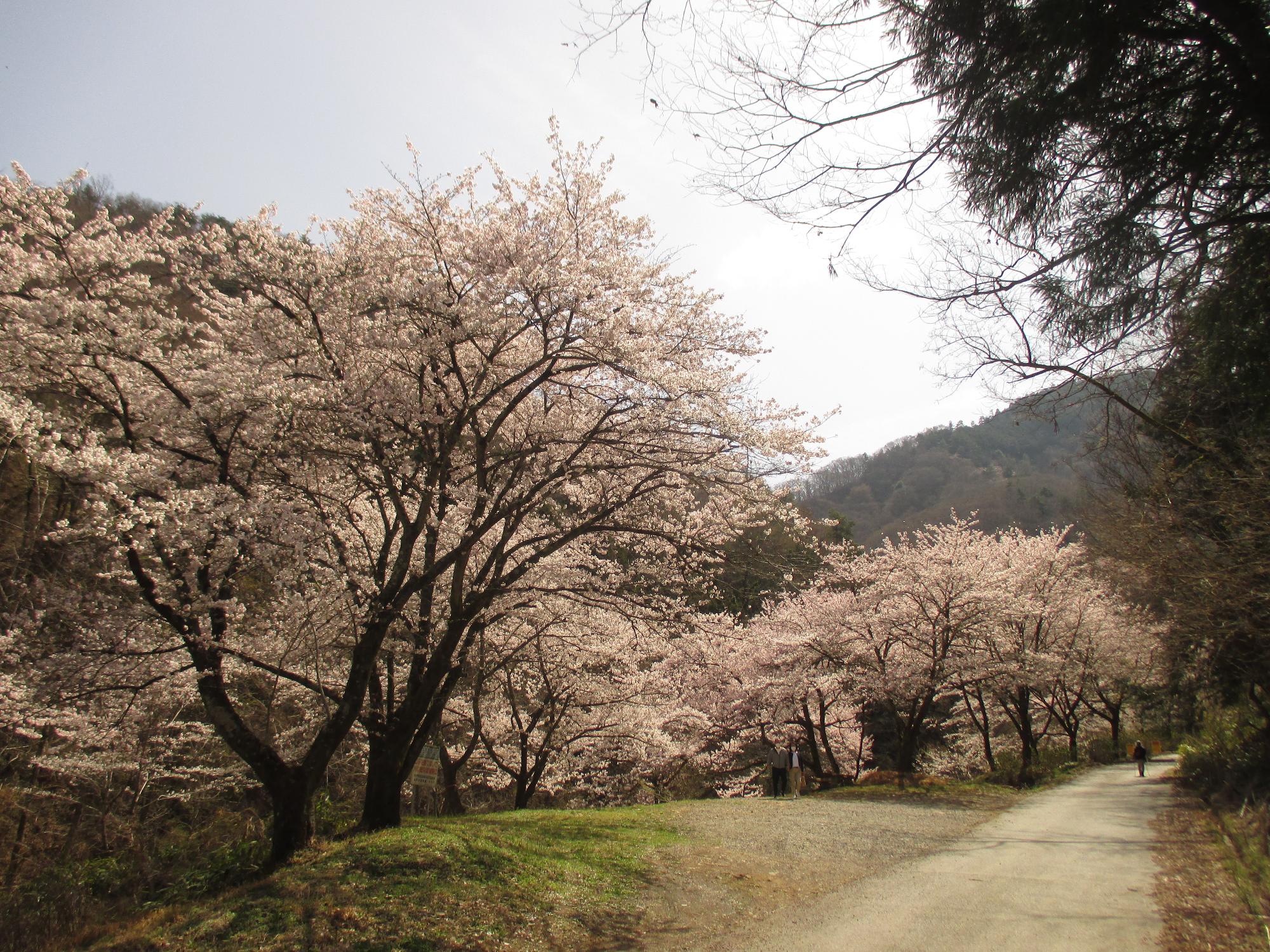 ３月３０日　山の神千本桜開花状況