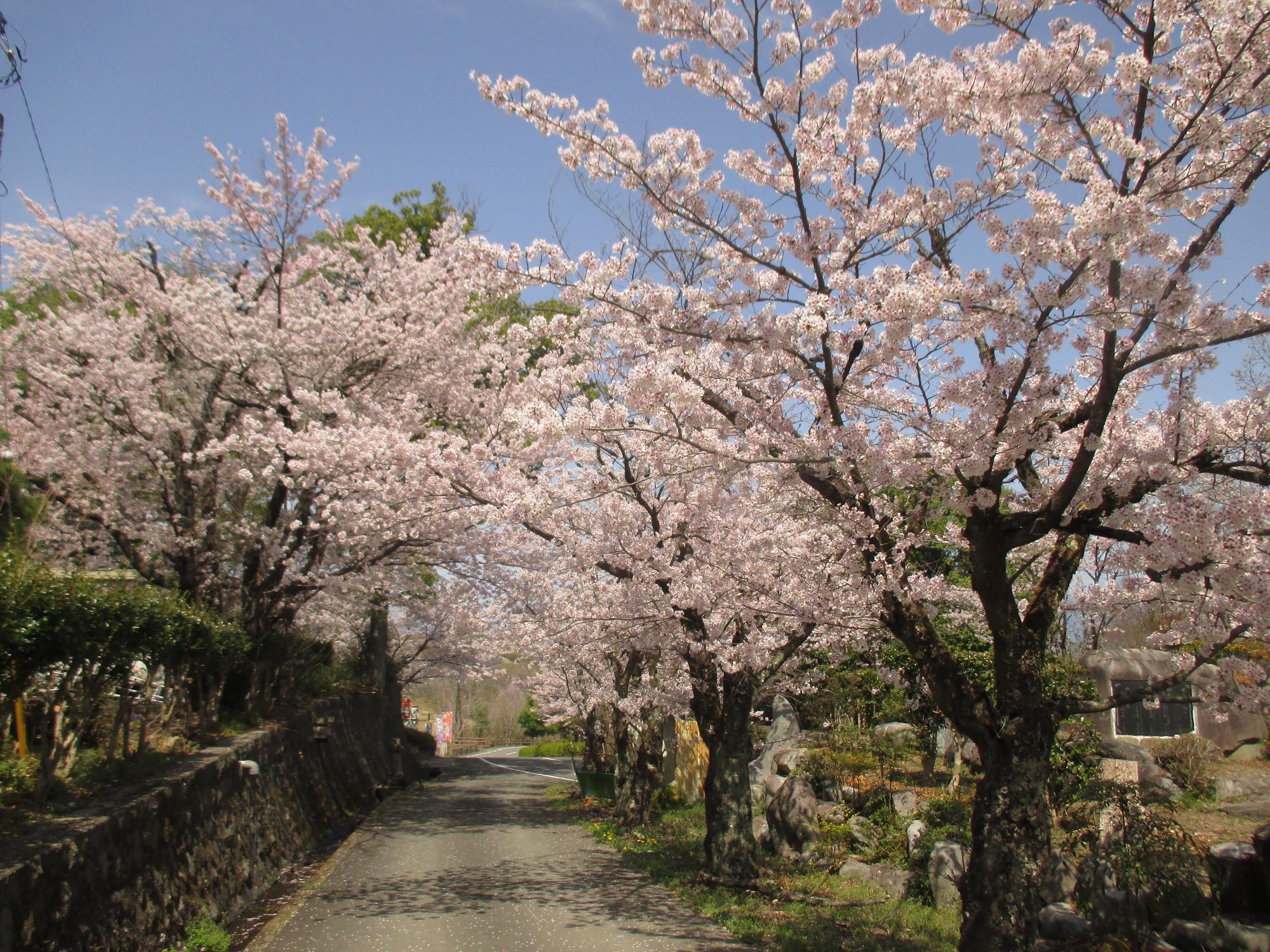 ３月３０日　シルクふれんどりぃ開花状況