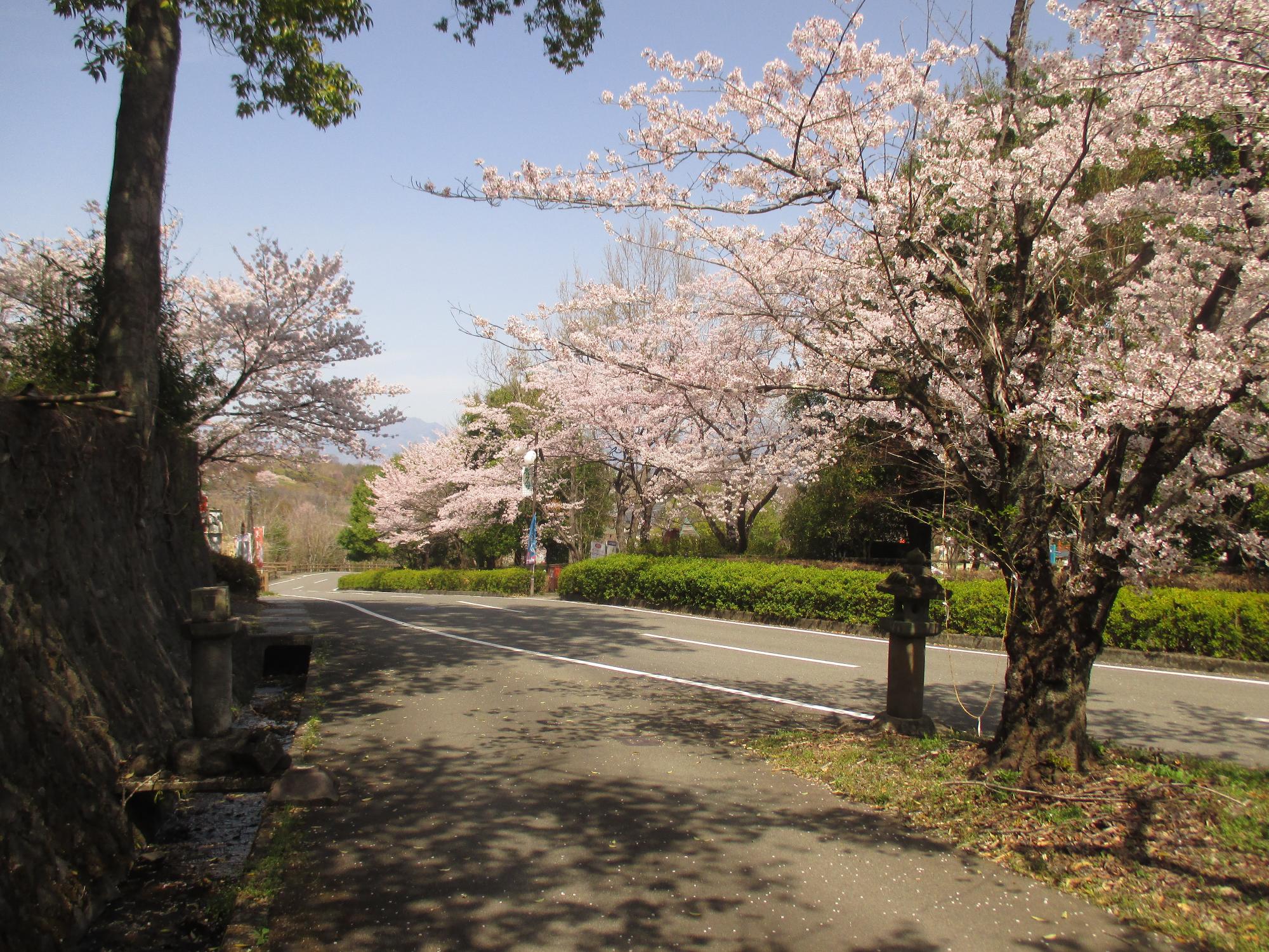 ３月３０日　シルクふれんどりぃ開花状況