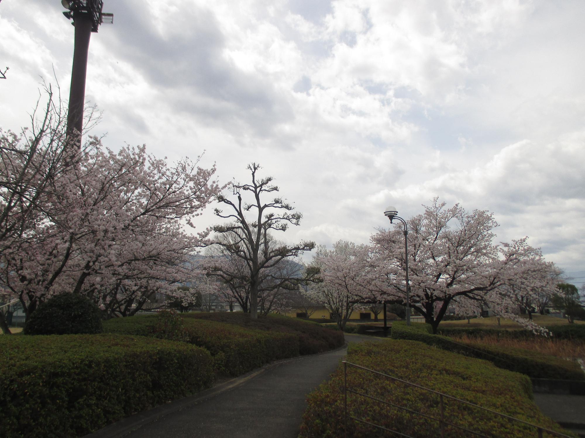 ３月３１日　玉穂ふるさとふれあい広場開花状況