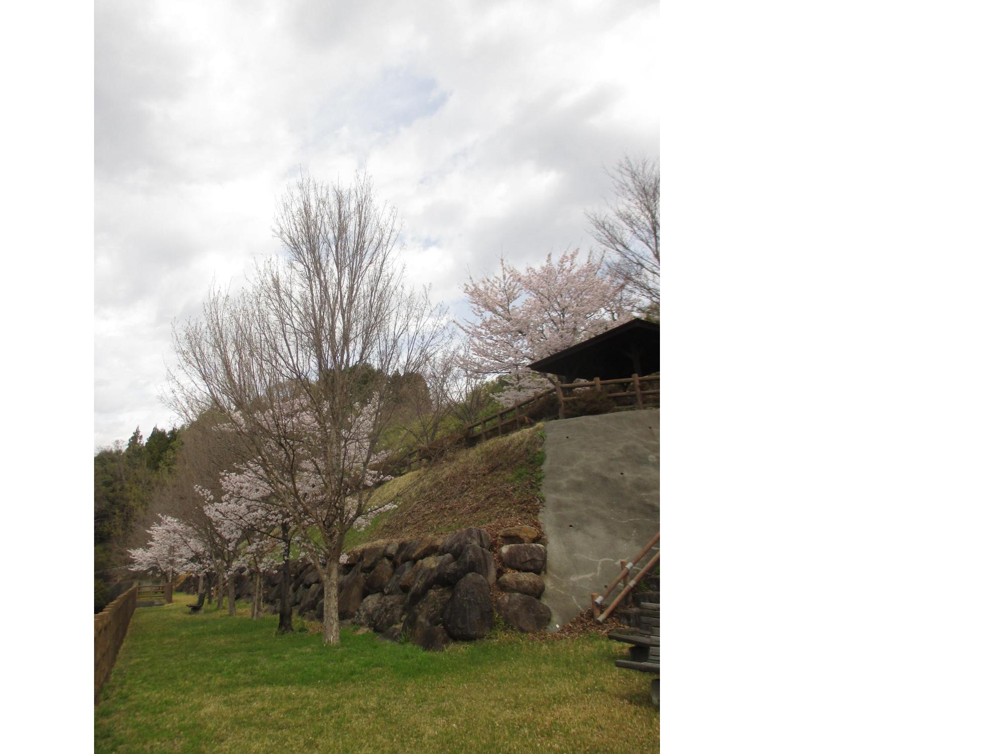 ３月３１日　神明の丘眺望公園開花状況