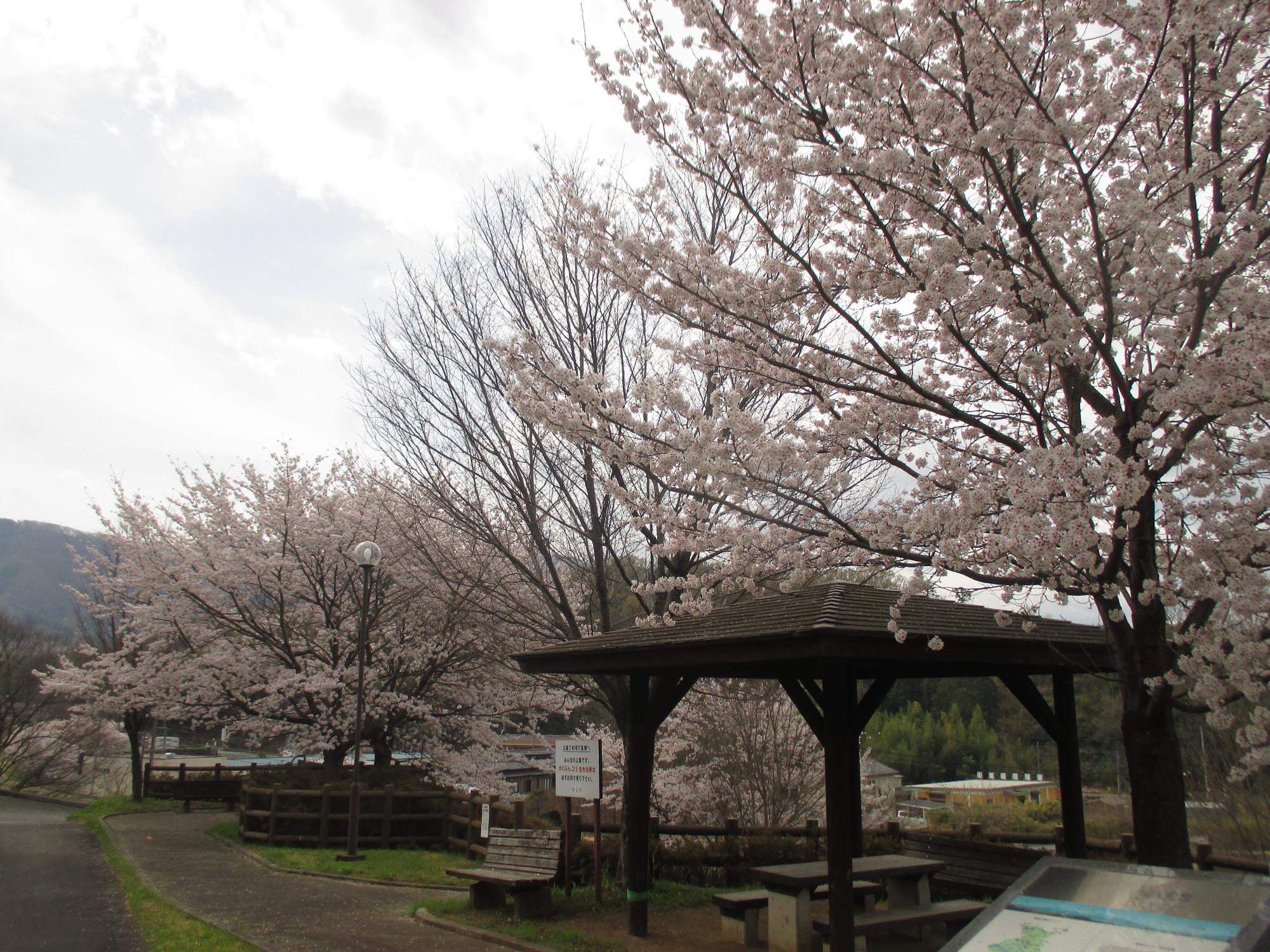 ３月３１日　神明の丘眺望公園開花状況