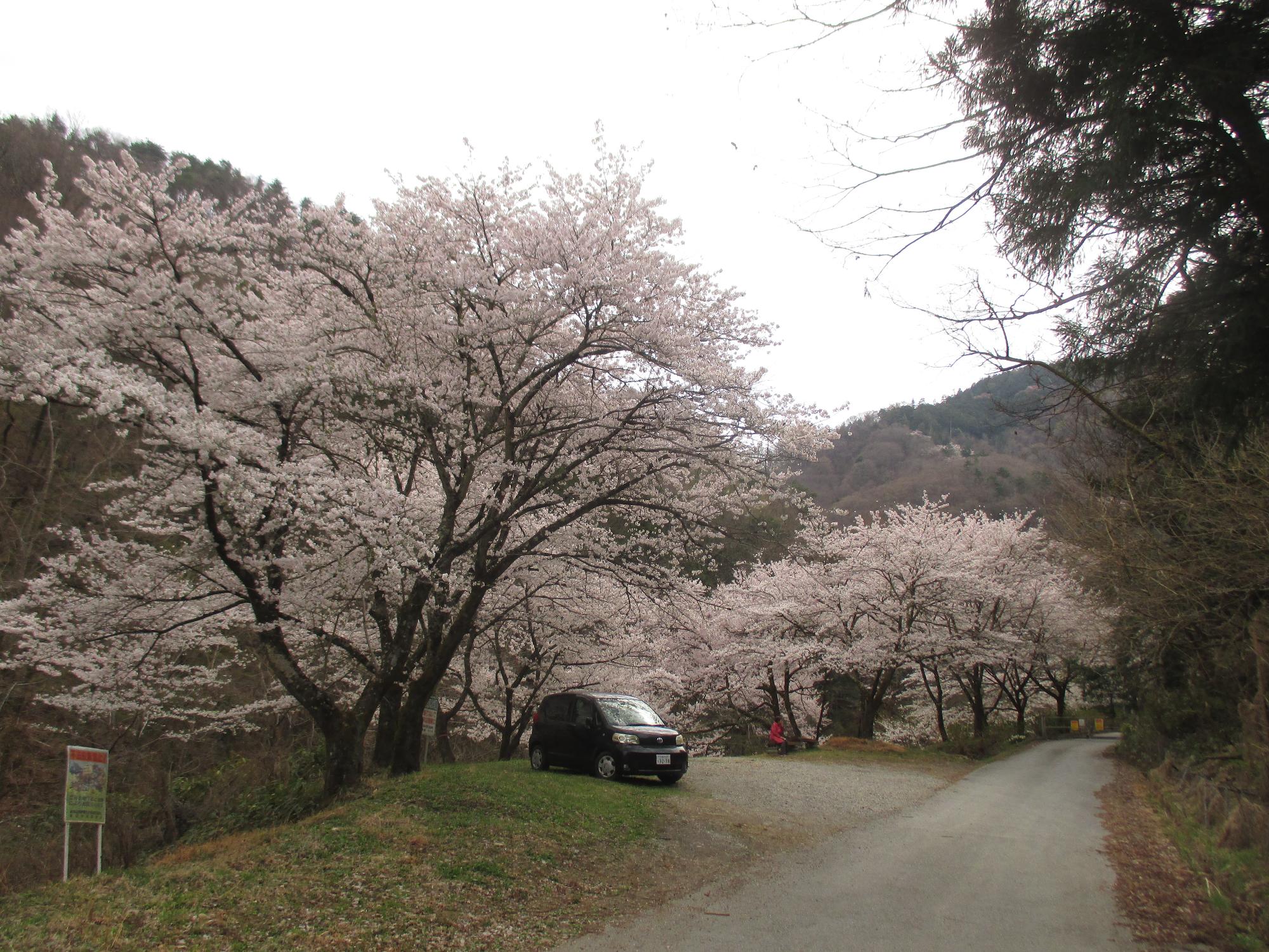 ３月３１日　山の神千本桜開花状況