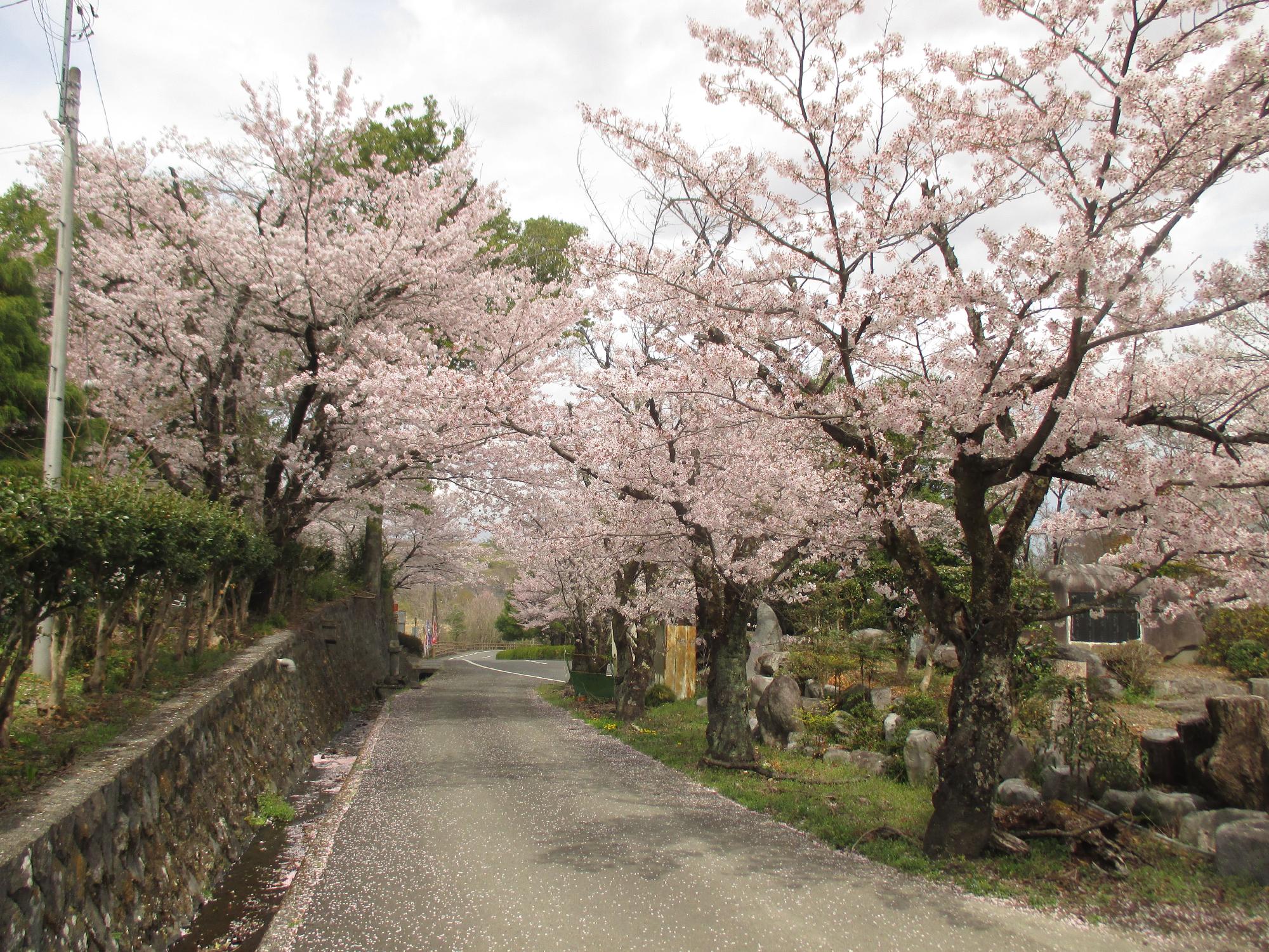 ３月３１日　シルクふれんどりぃ開花状況