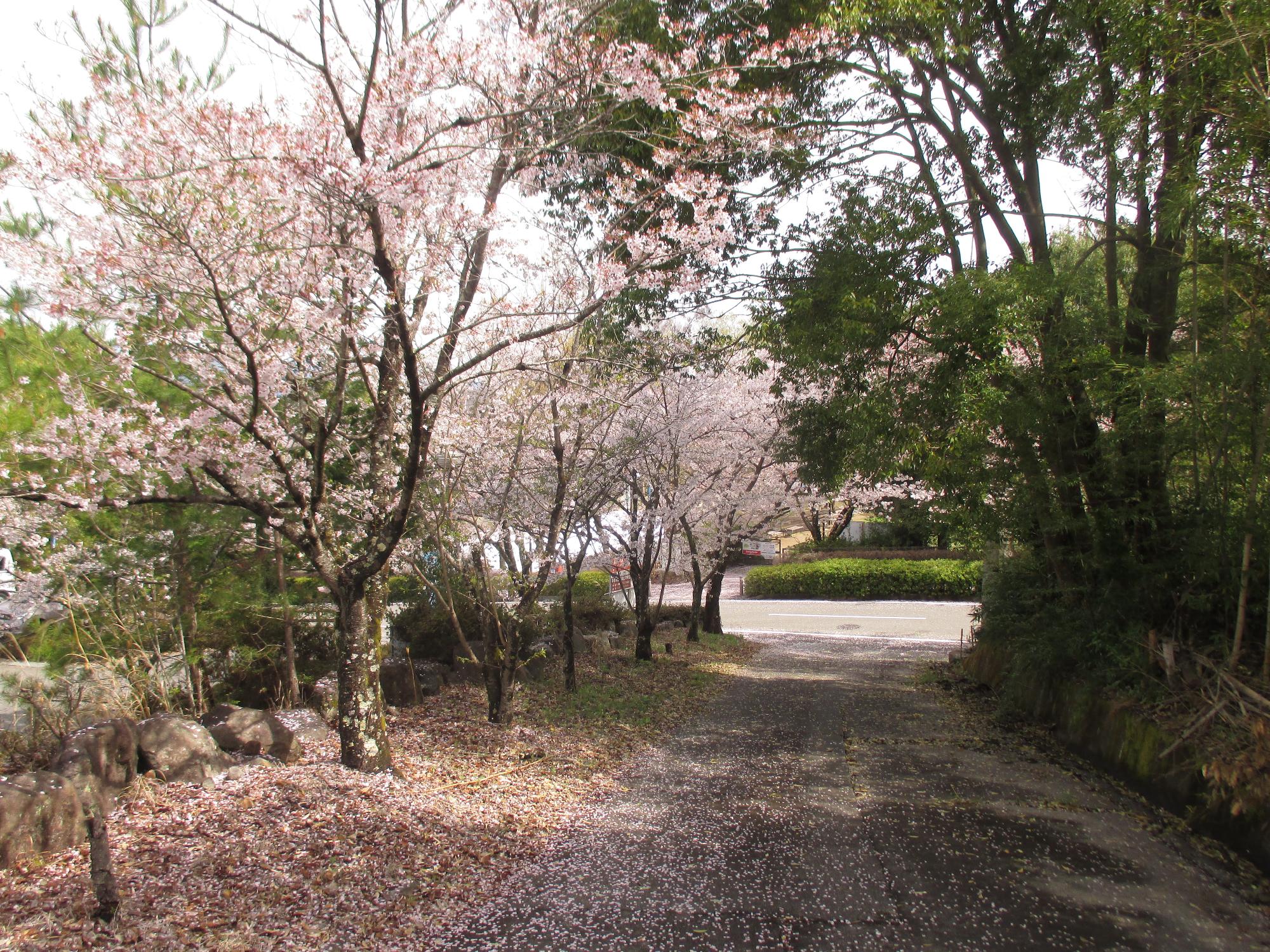 シルクの里公園の桜の開花状況