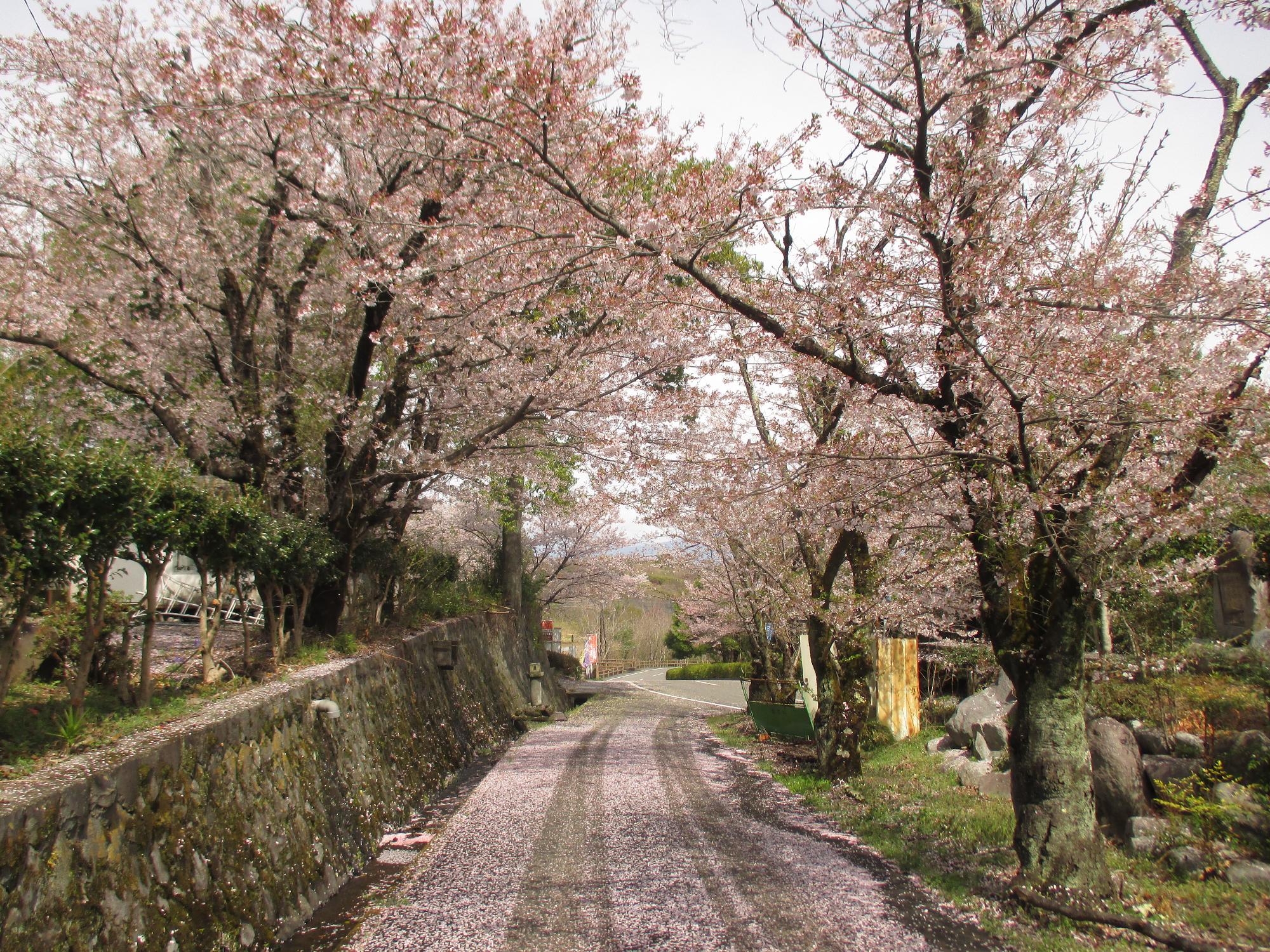 シルクの里公園の桜の開花状況