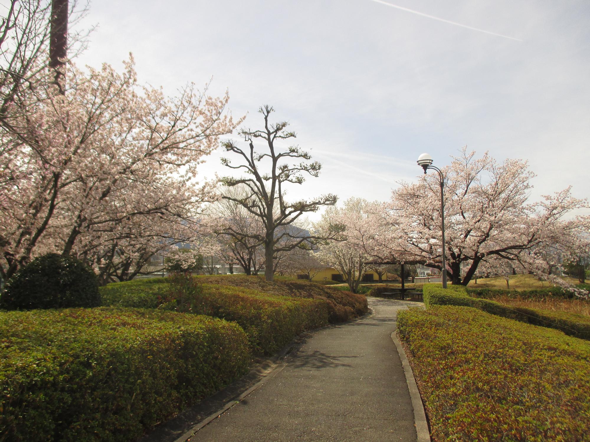 玉穂ふれあい広場の桜開花状況