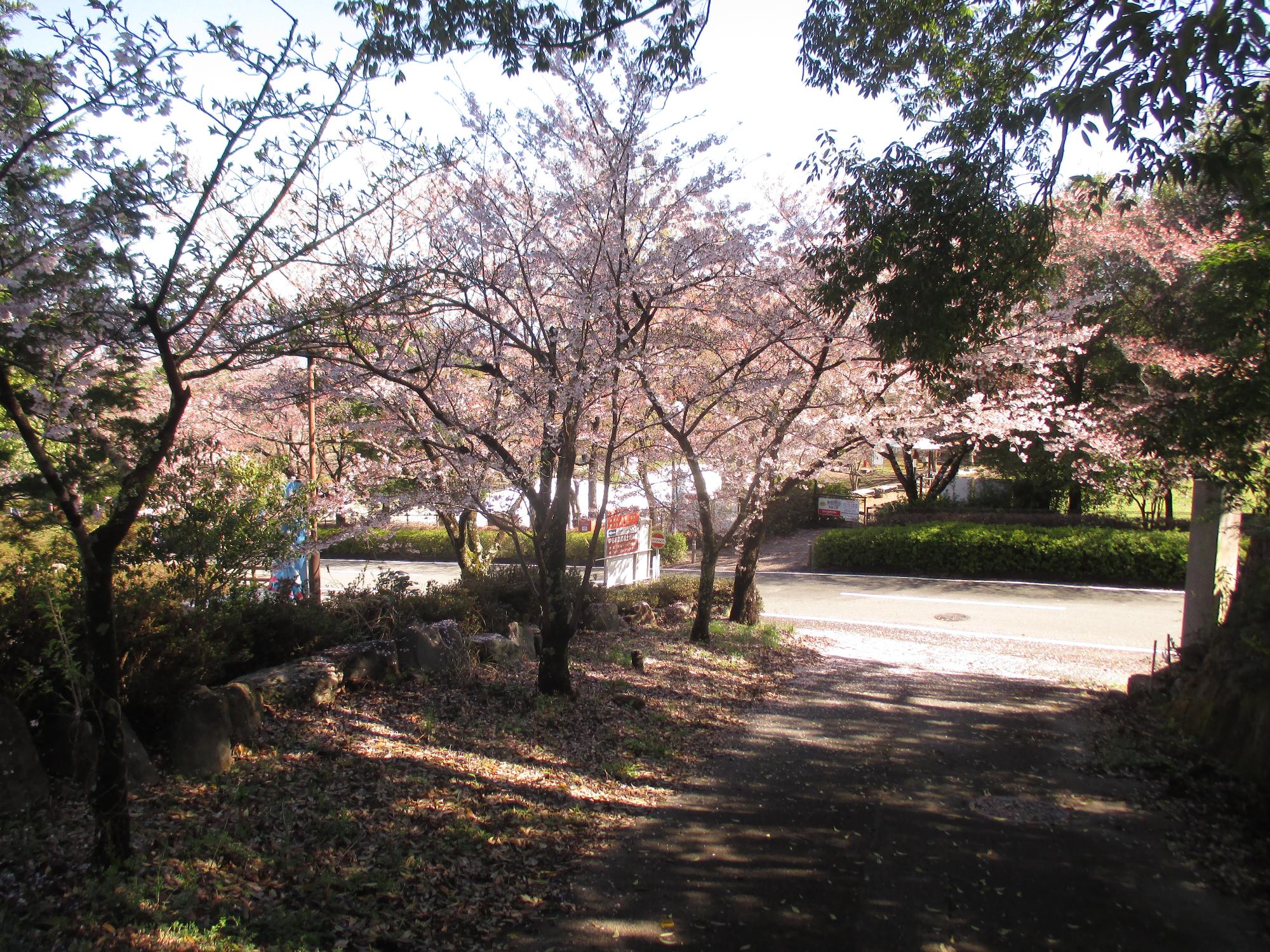 シルクの里公園の桜の開花状況