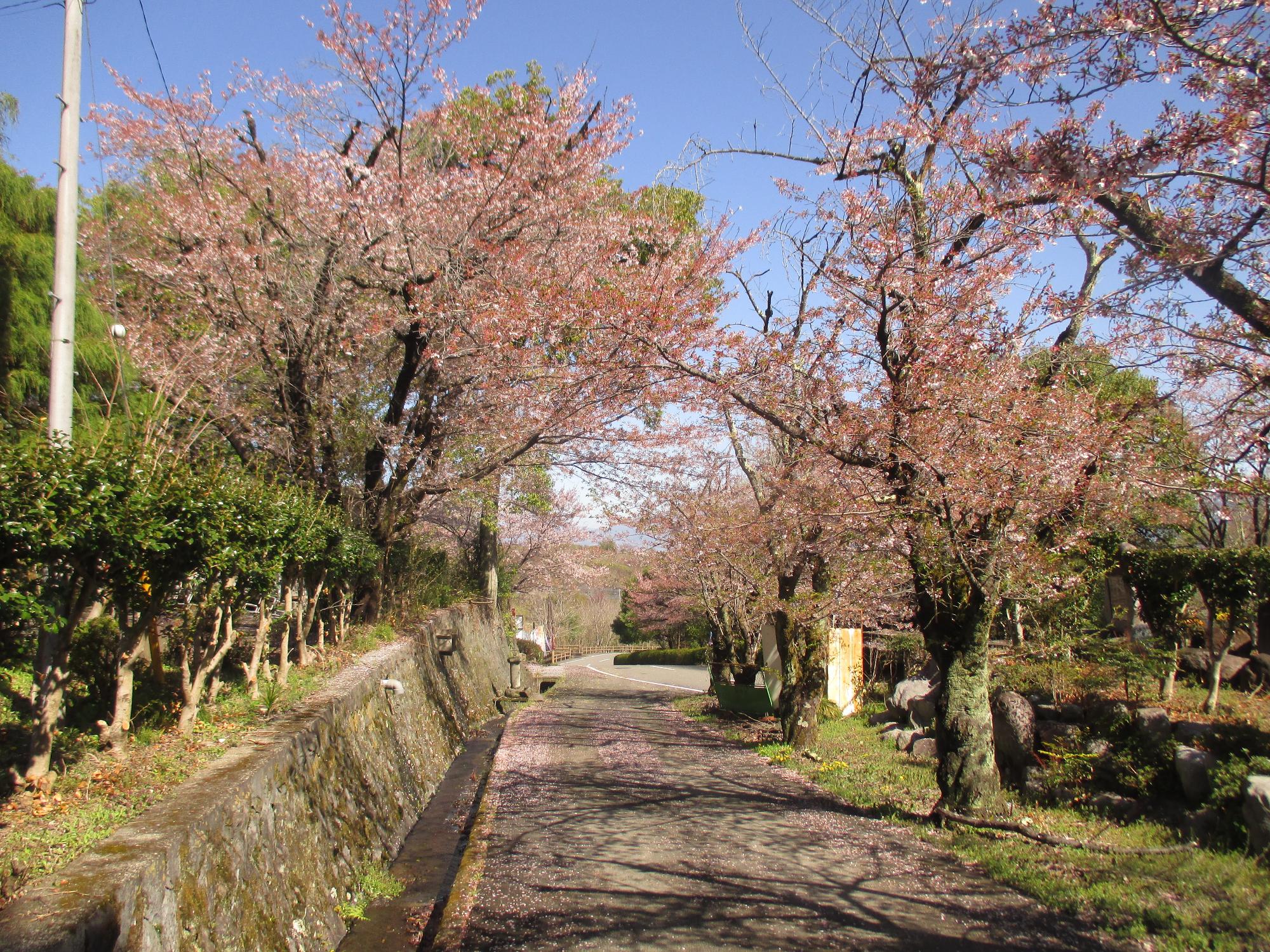 シルクの里公園の桜の開花状況