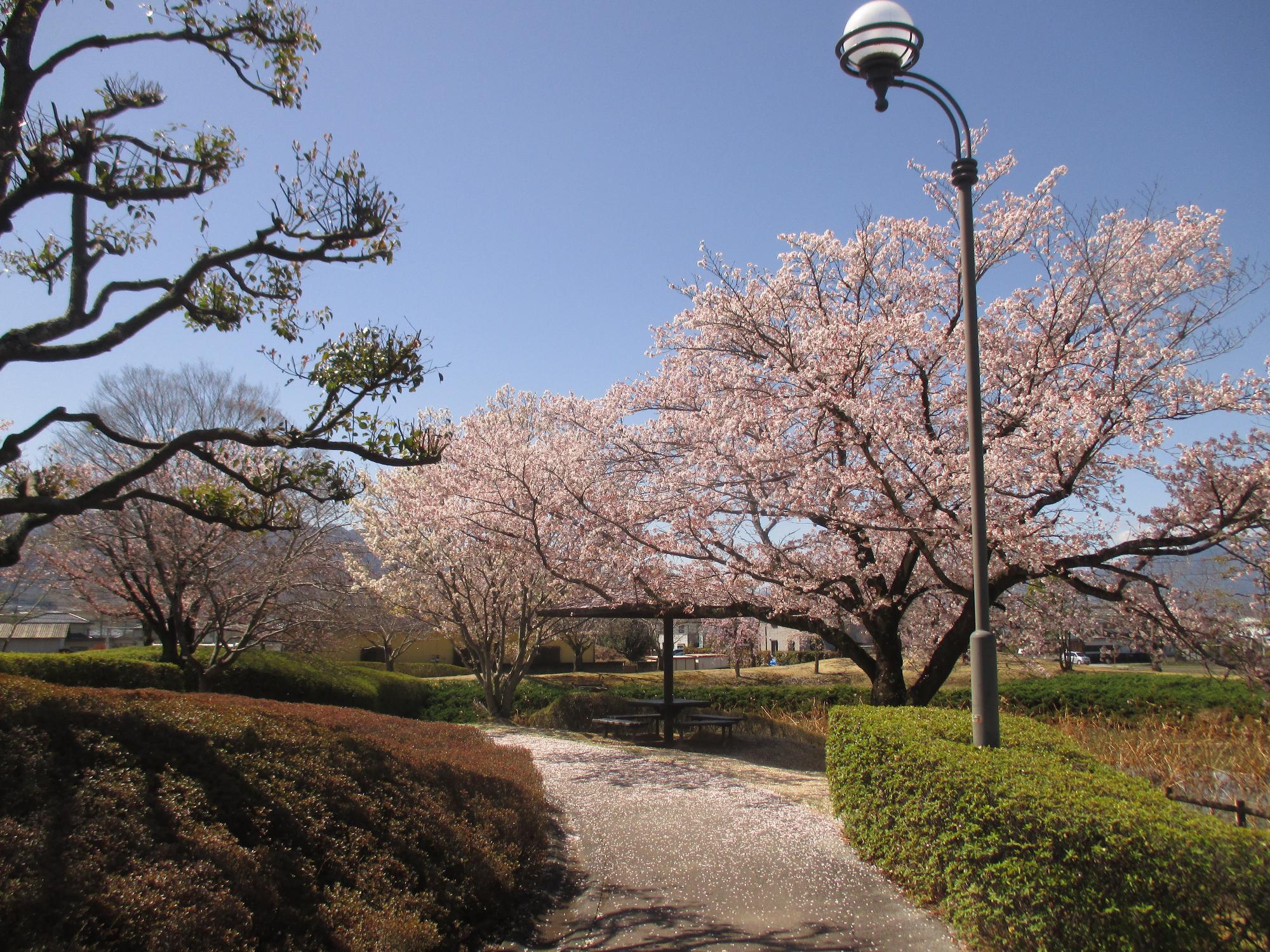 玉穂ふれあい広場の桜開花状況