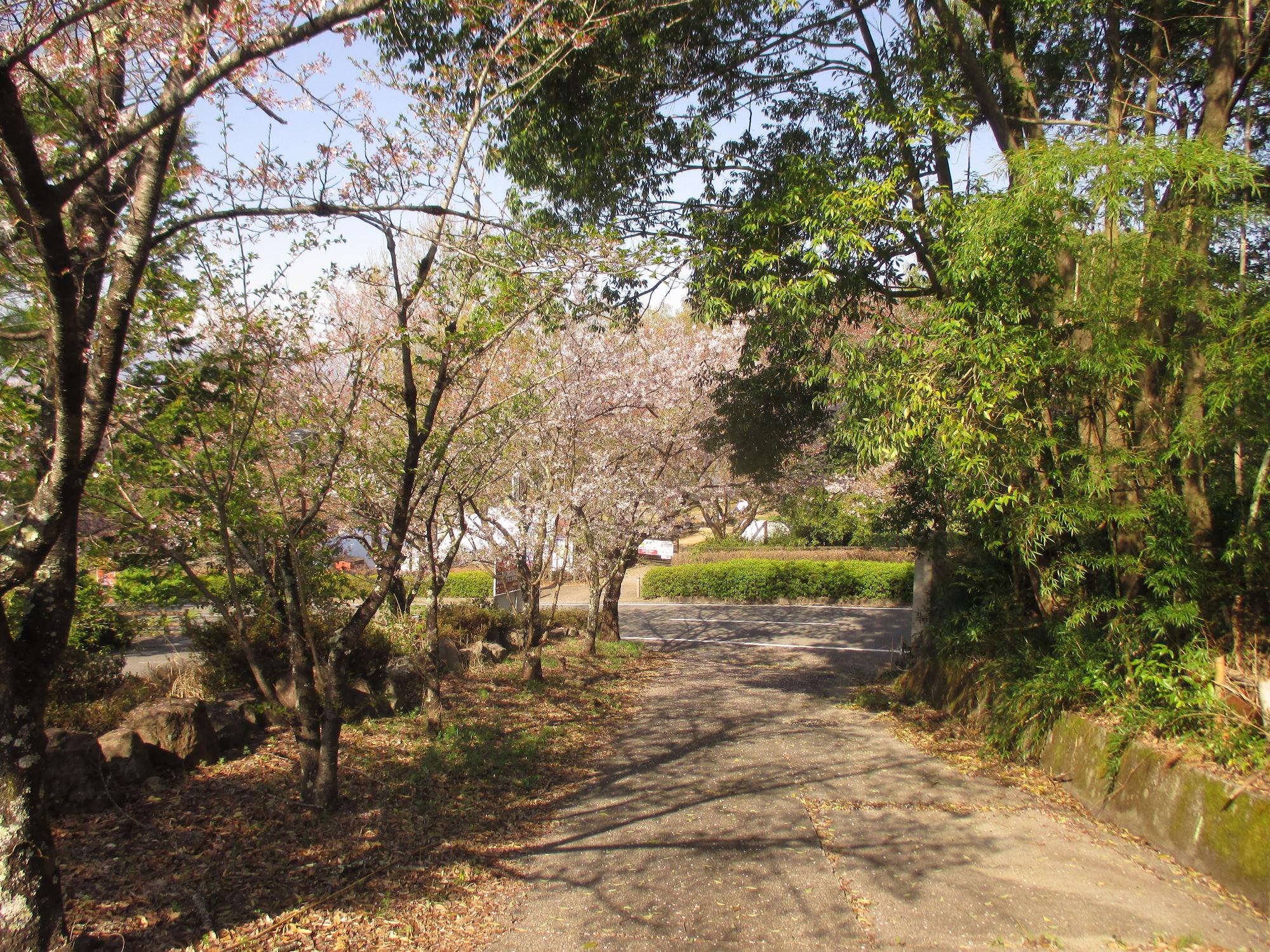 シルクの里公園の桜の開花状況