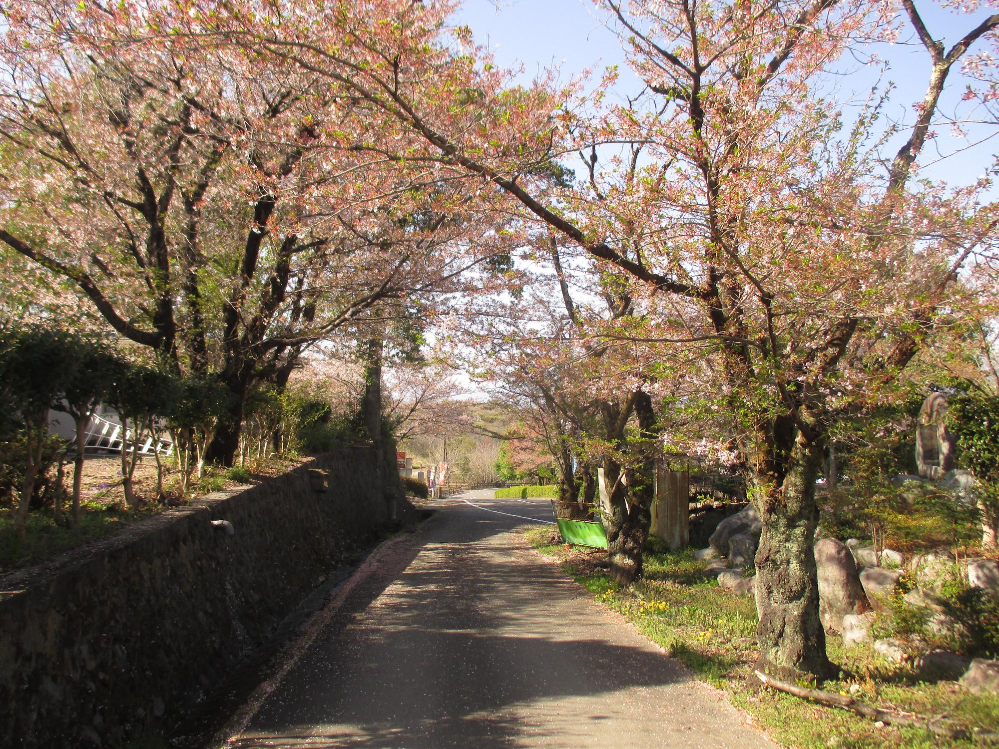 シルクの里公園の桜の開花状況