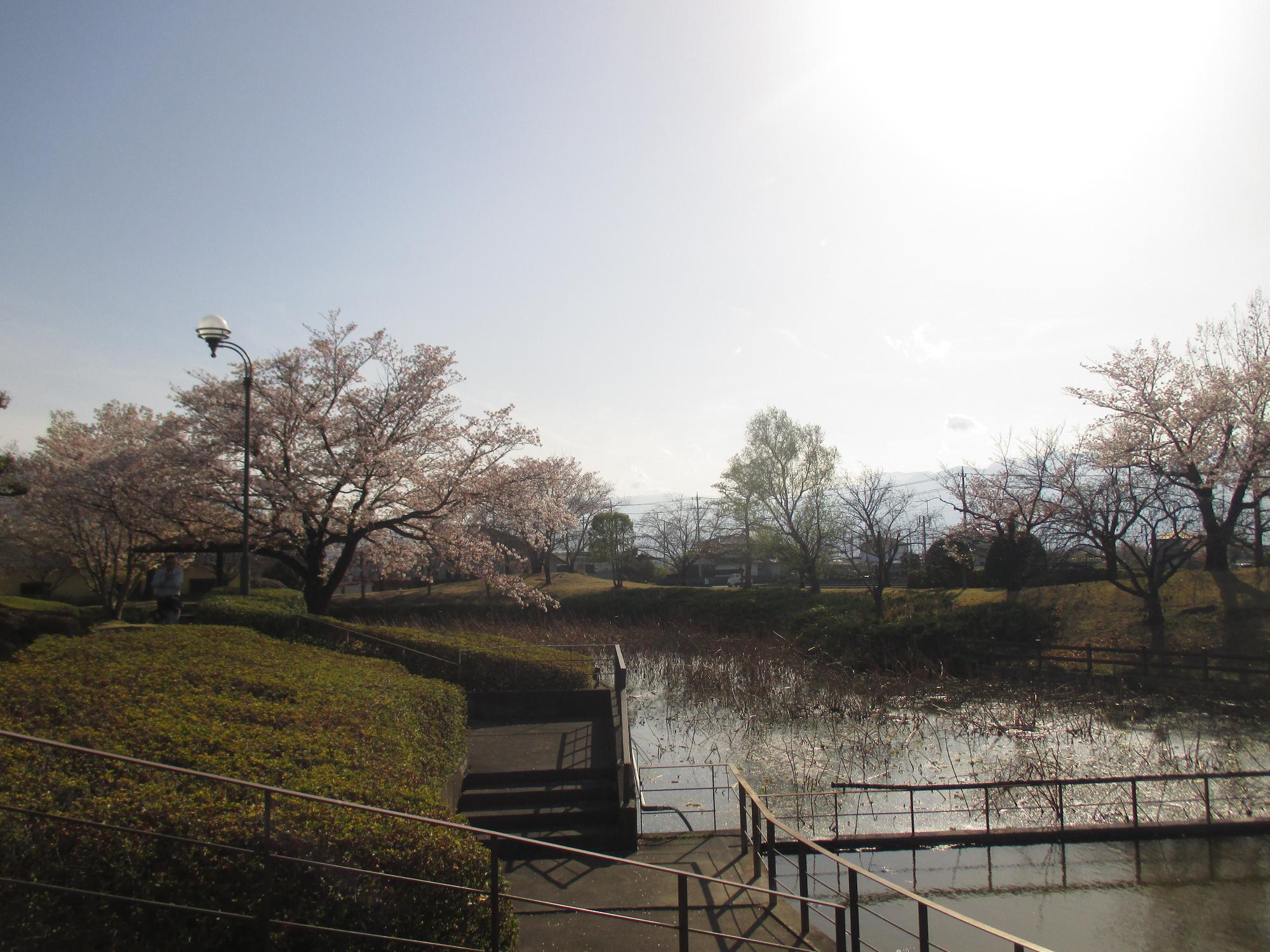 玉穂ふれあい広場の桜開花状況