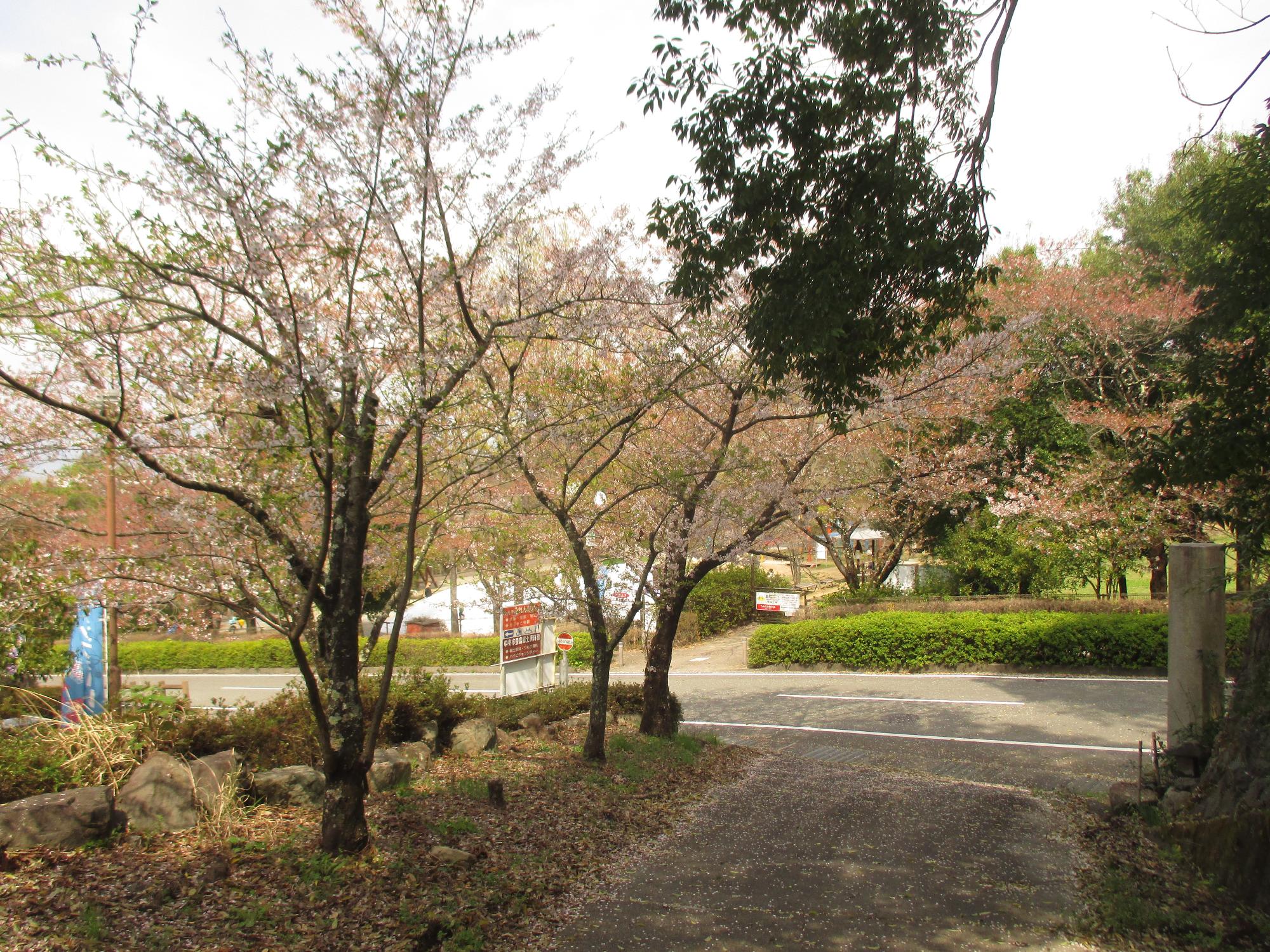 シルクの里公園の桜の開花状況