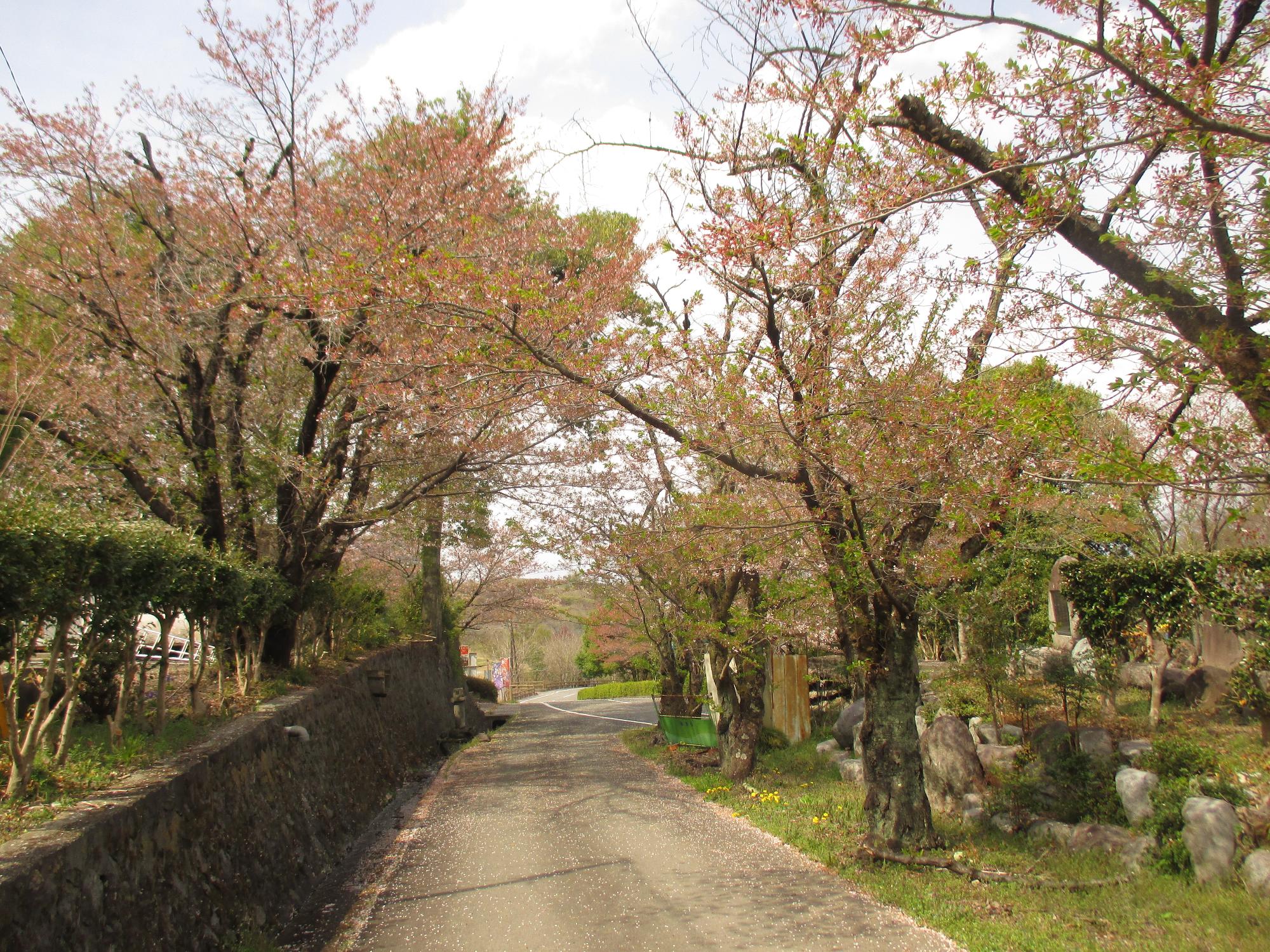 シルクの里公園の桜の開花状況