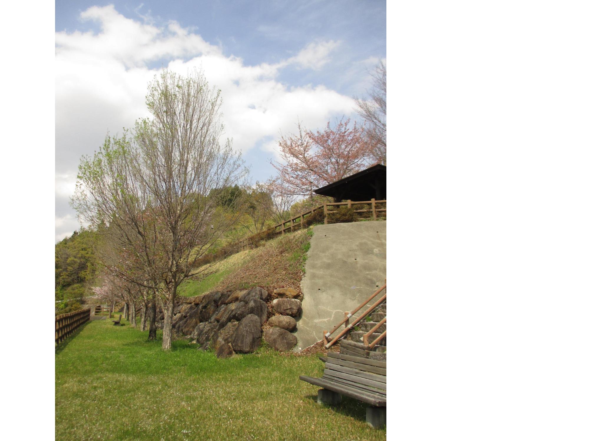 神明の丘眺望公園隣接の桜の開花状況