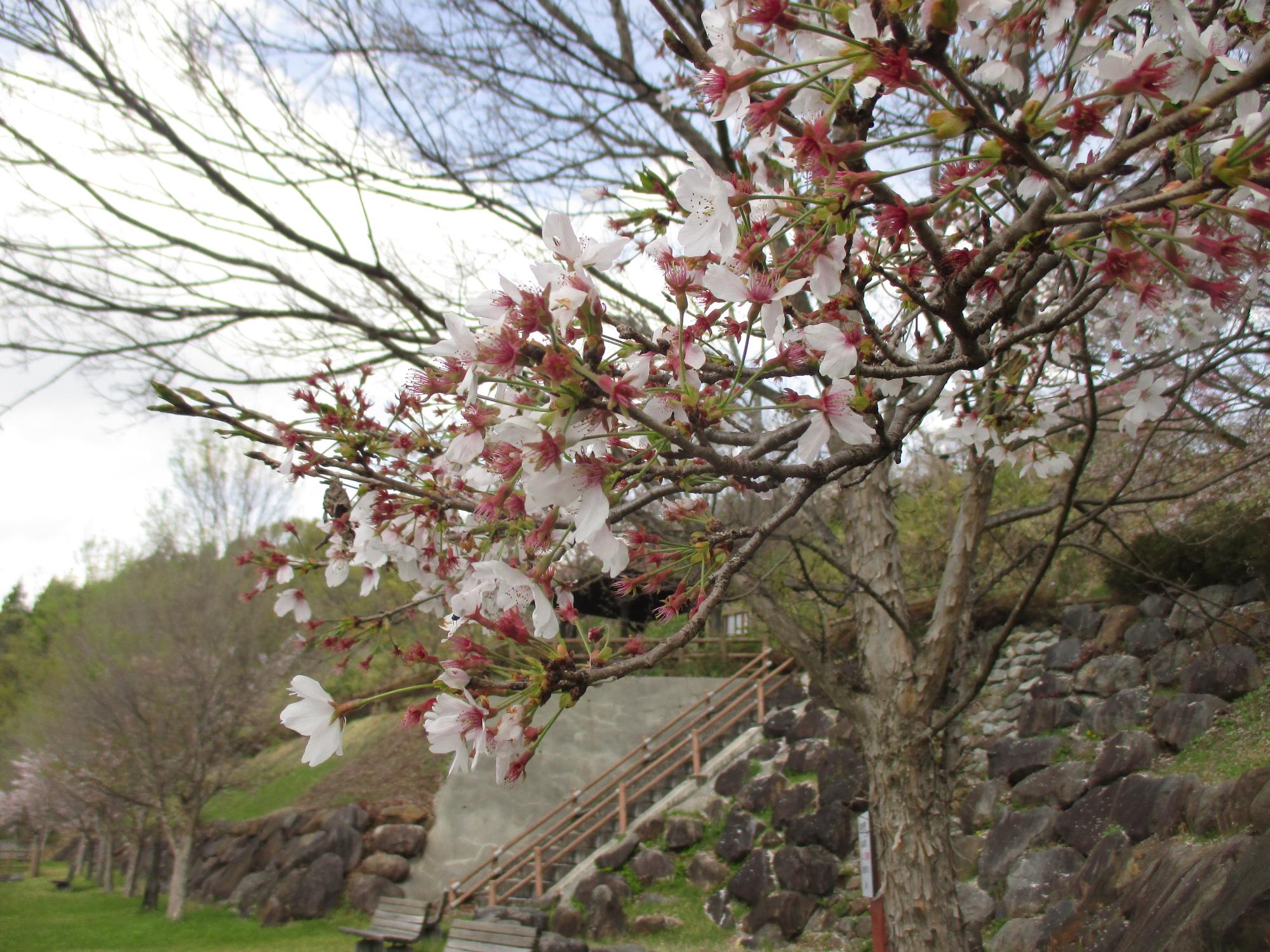 神明の丘眺望公園隣接の桜の開花状況