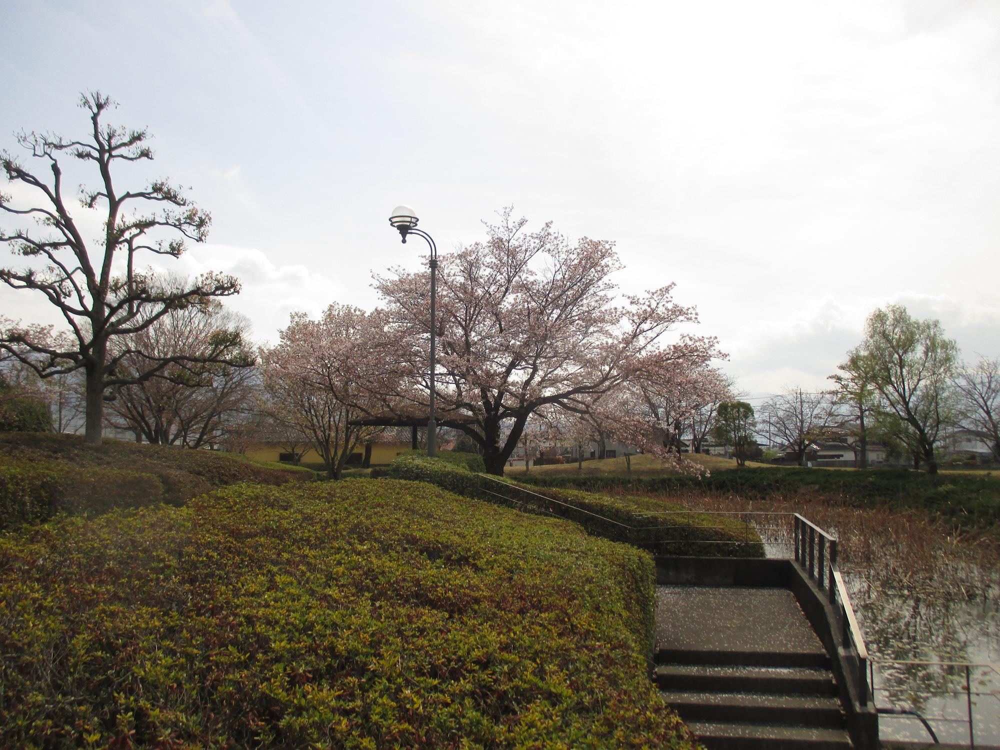 玉穂ふれあい広場の桜開花状況