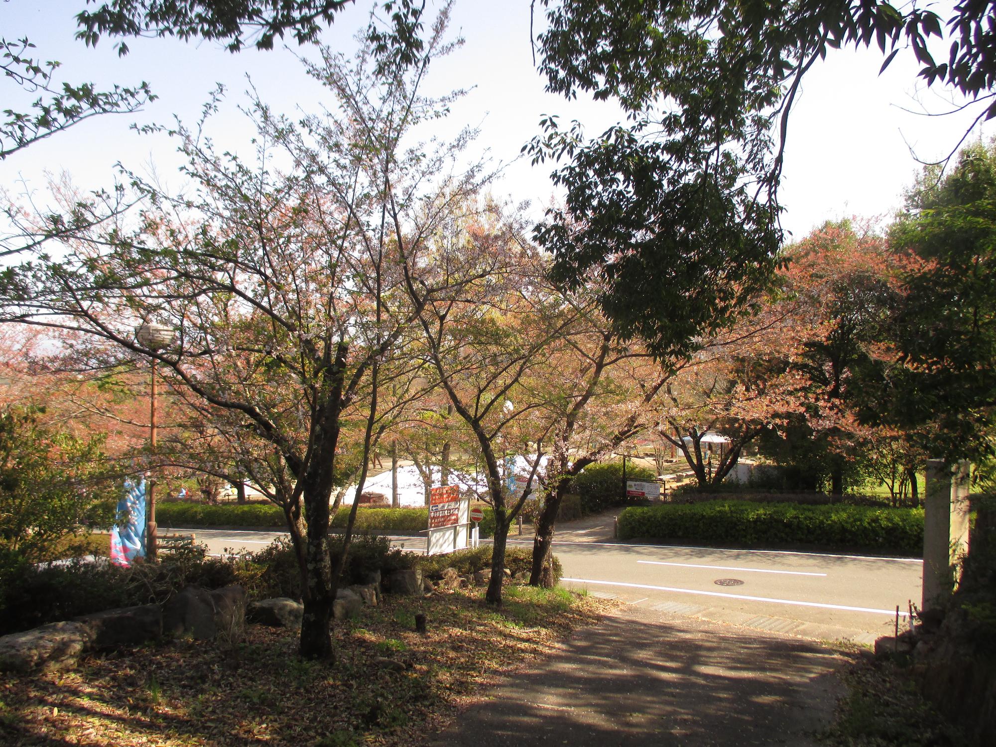 シルクの里公園の桜の開花状況