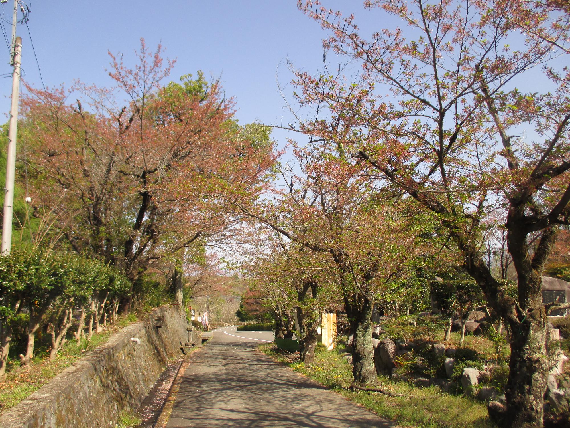 シルクの里公園の桜の開花状況