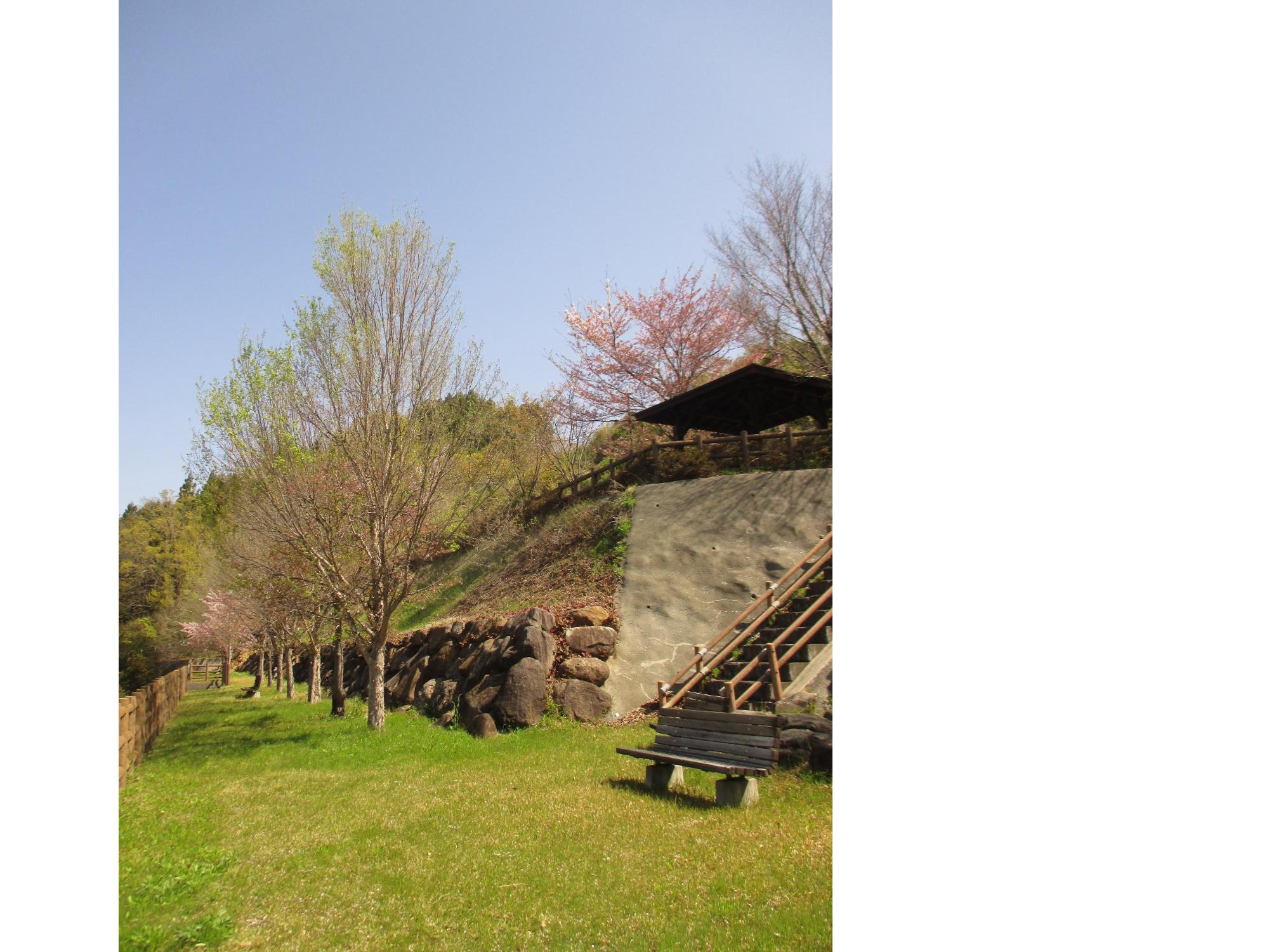 神明の丘眺望公園隣接の桜の開花状況