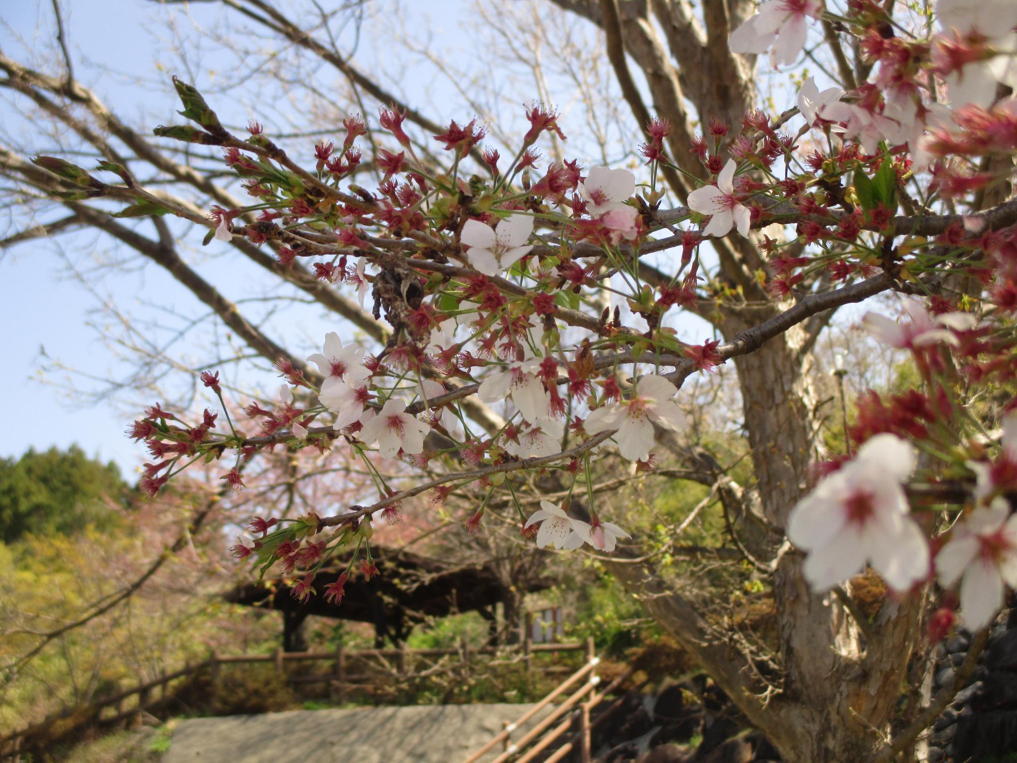 神明の丘眺望公園隣接の桜の開花状況