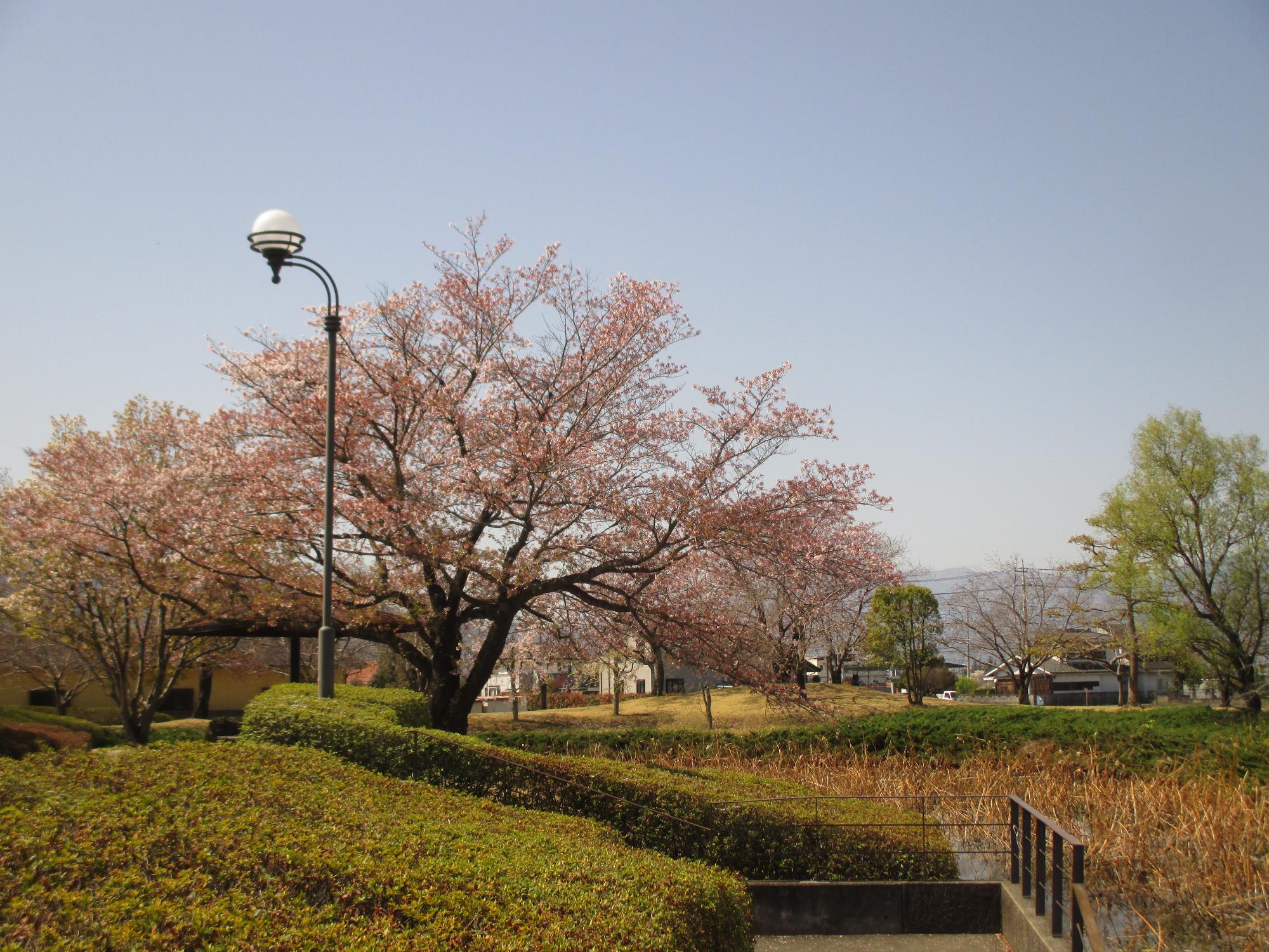 玉穂ふれあい広場の桜開花状況