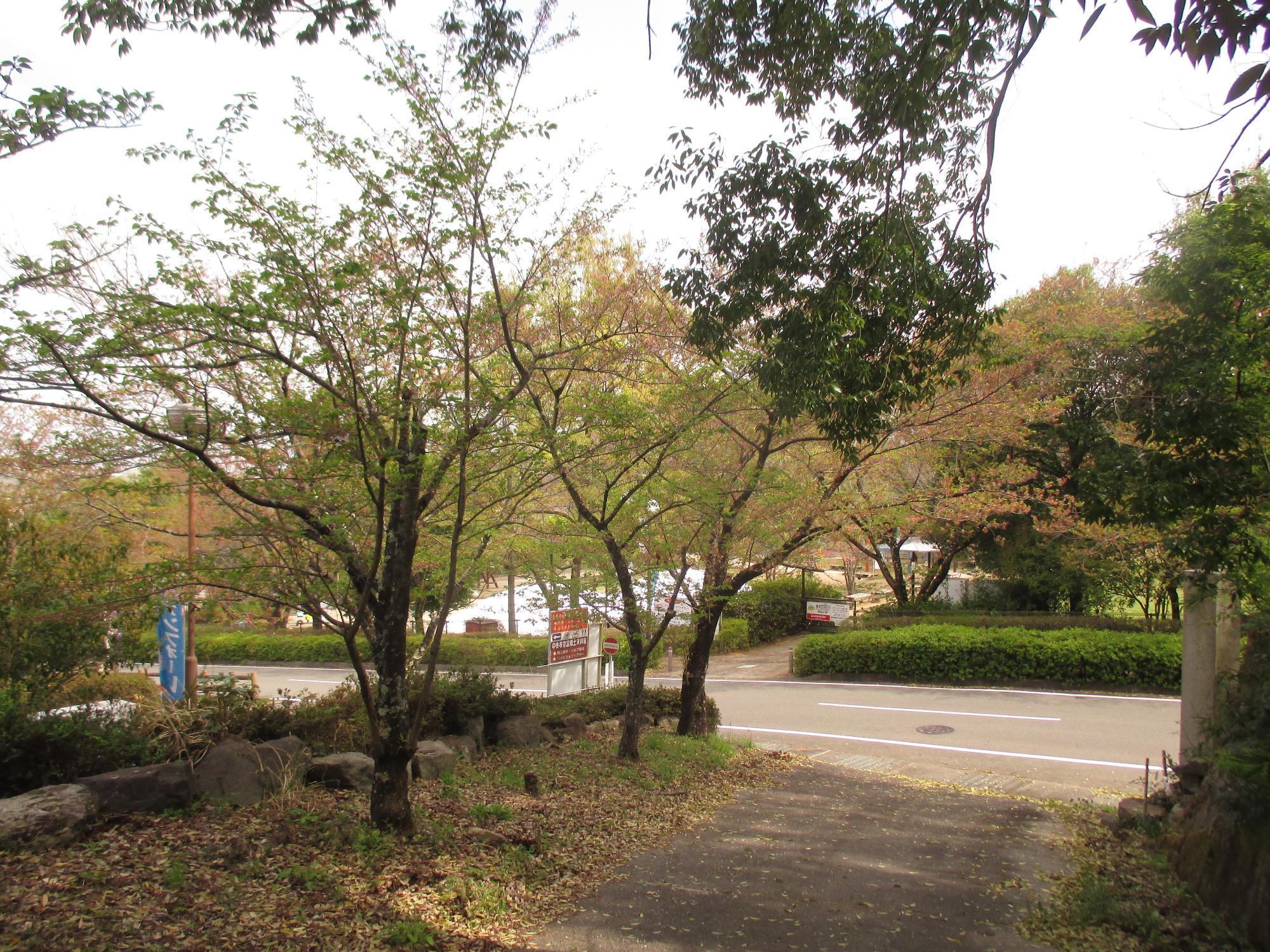 シルクの里公園の桜の開花状況