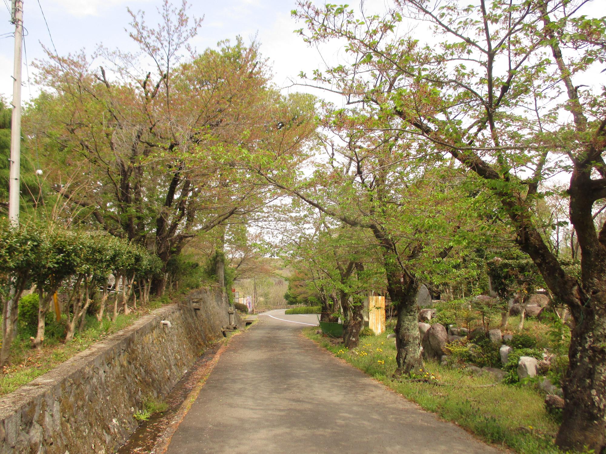 シルクの里公園の桜の開花状況