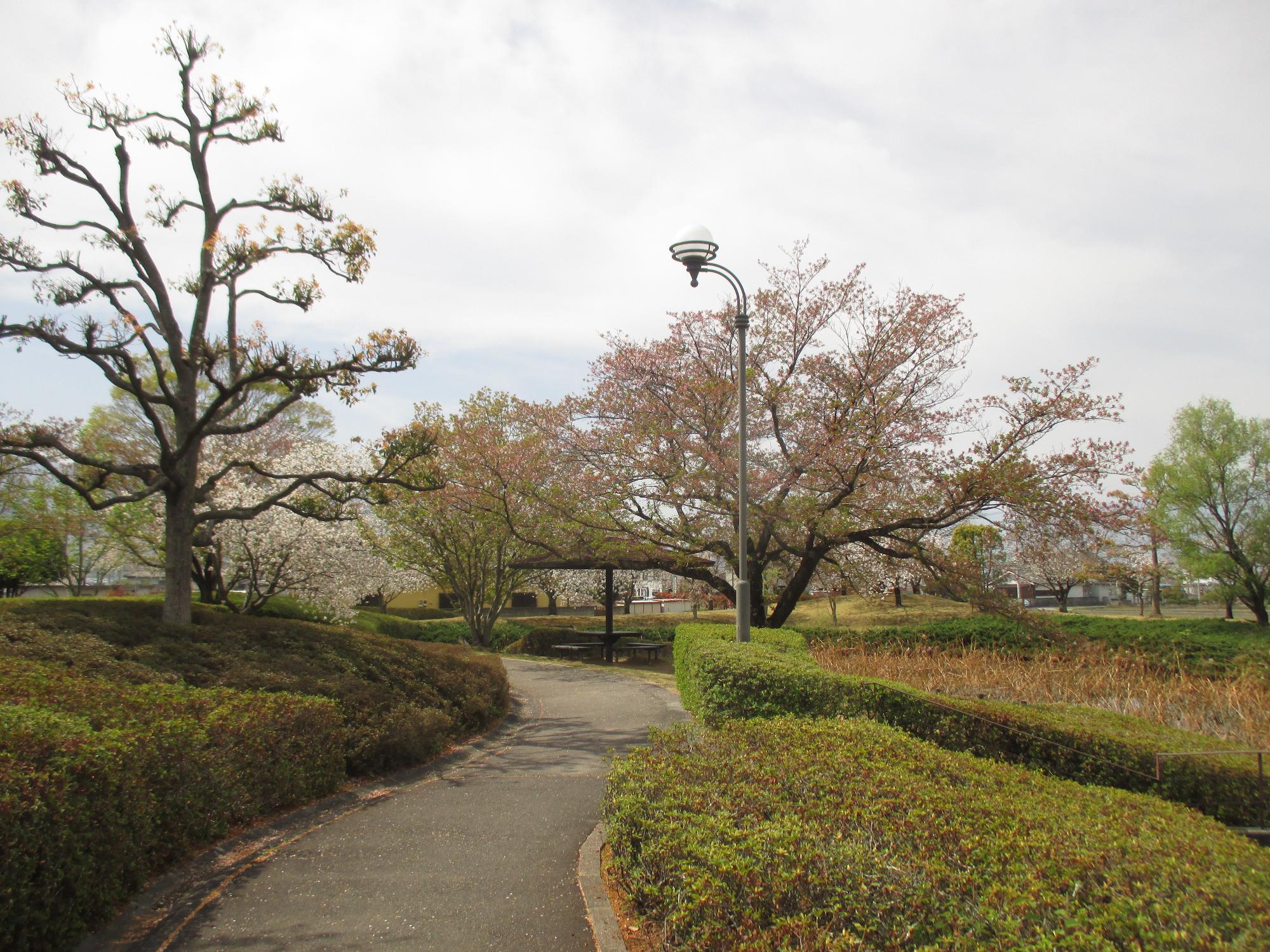 玉穂ふれあい広場の桜開花状況