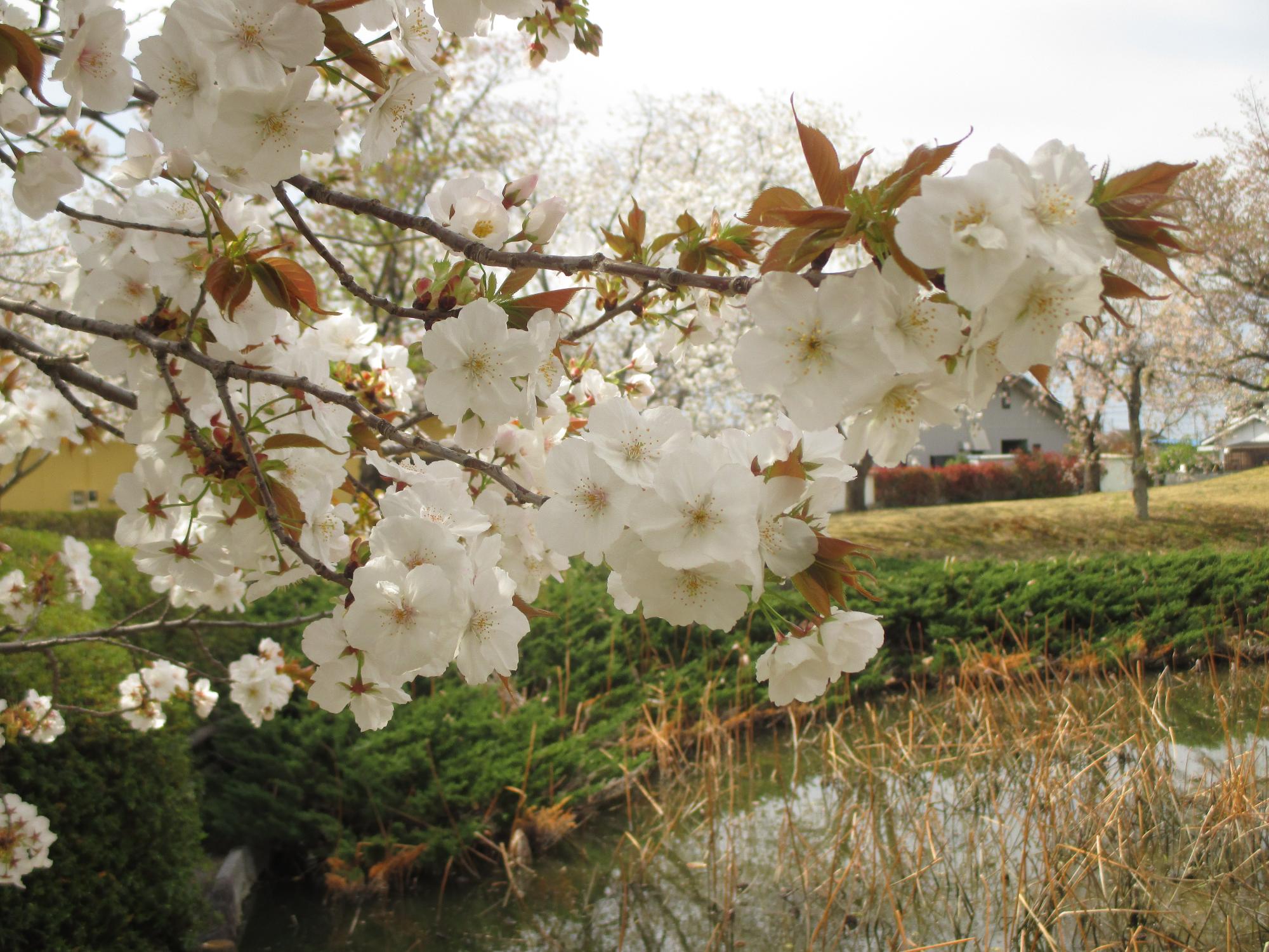 玉穂ふれあい広場の桜開花状況