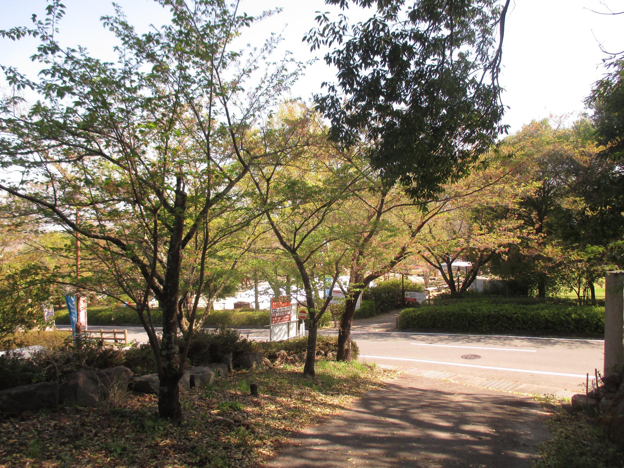 シルクの里公園の桜の開花状況