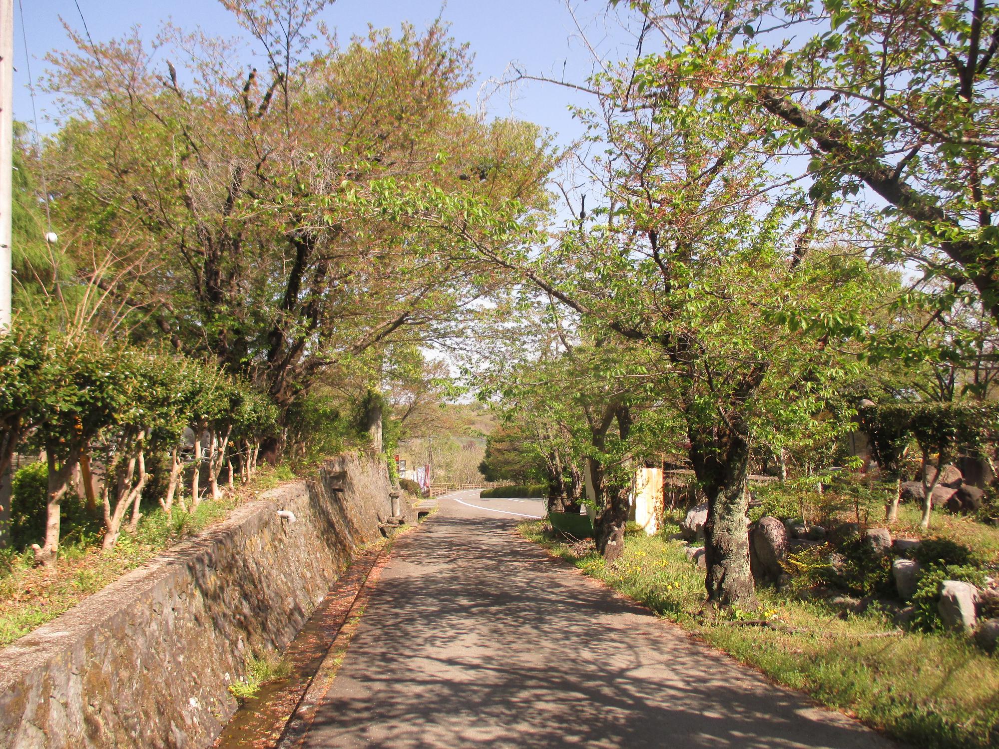 シルクの里公園の桜の開花状況