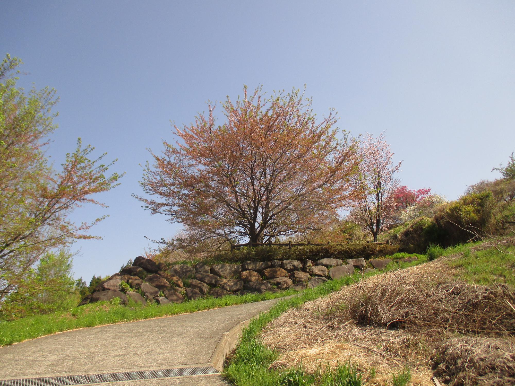 神明の丘眺望公園隣接の桜の開花状況