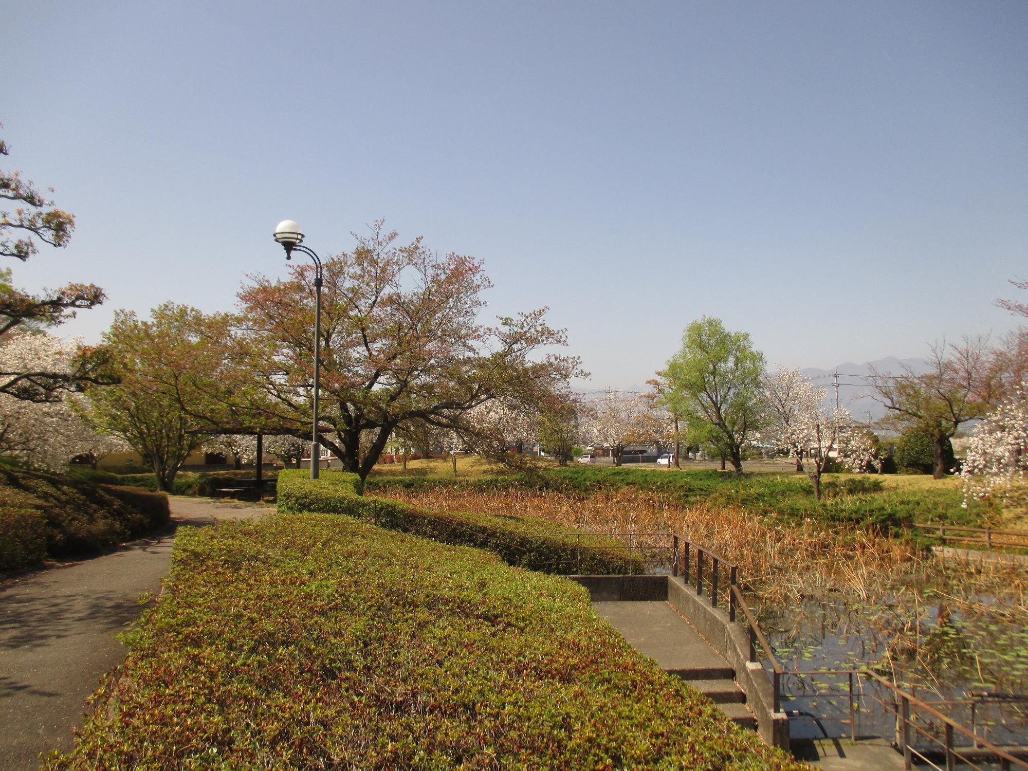 玉穂ふれあい広場の桜開花状況