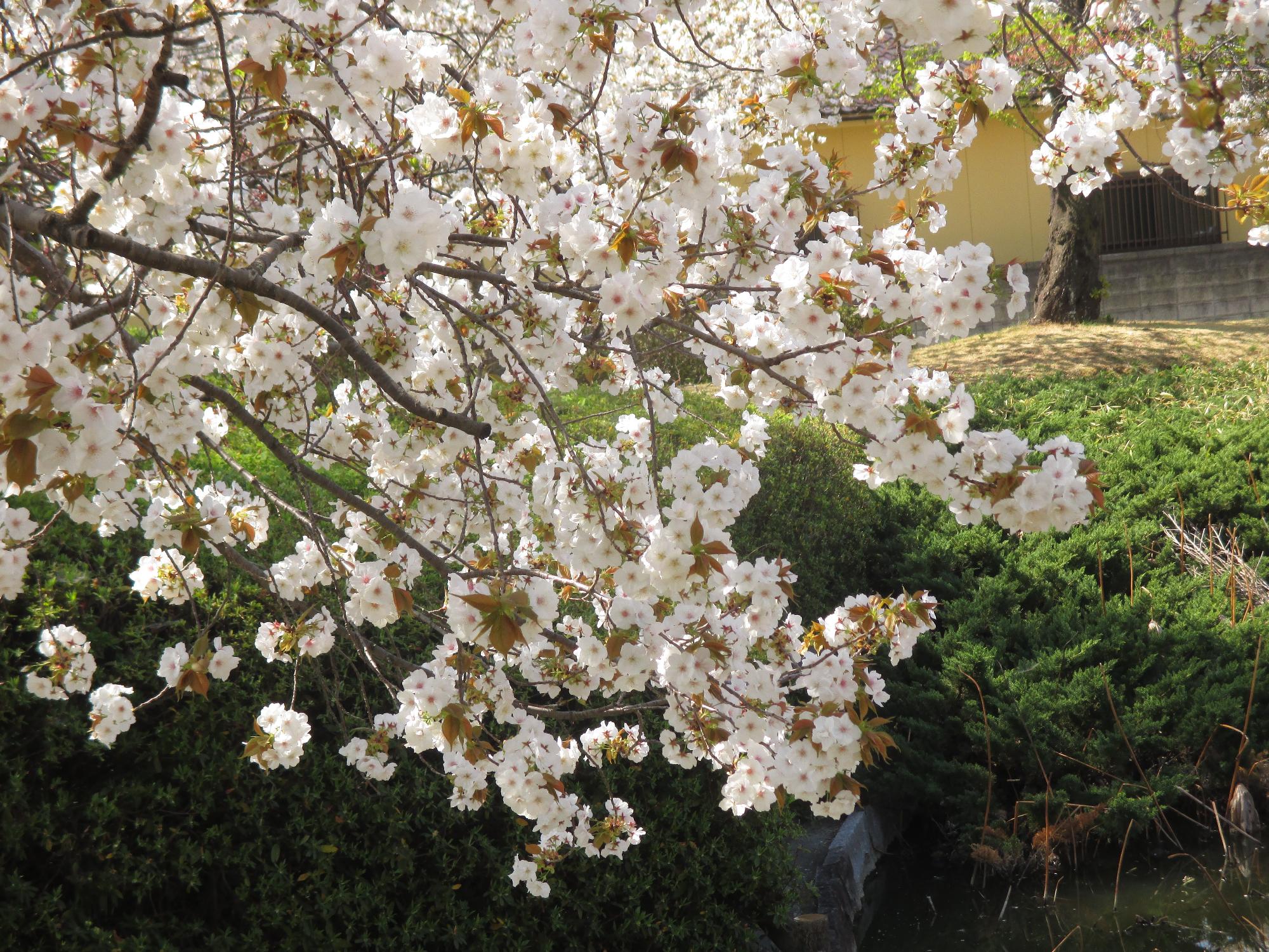 玉穂ふれあい広場の桜開花状況