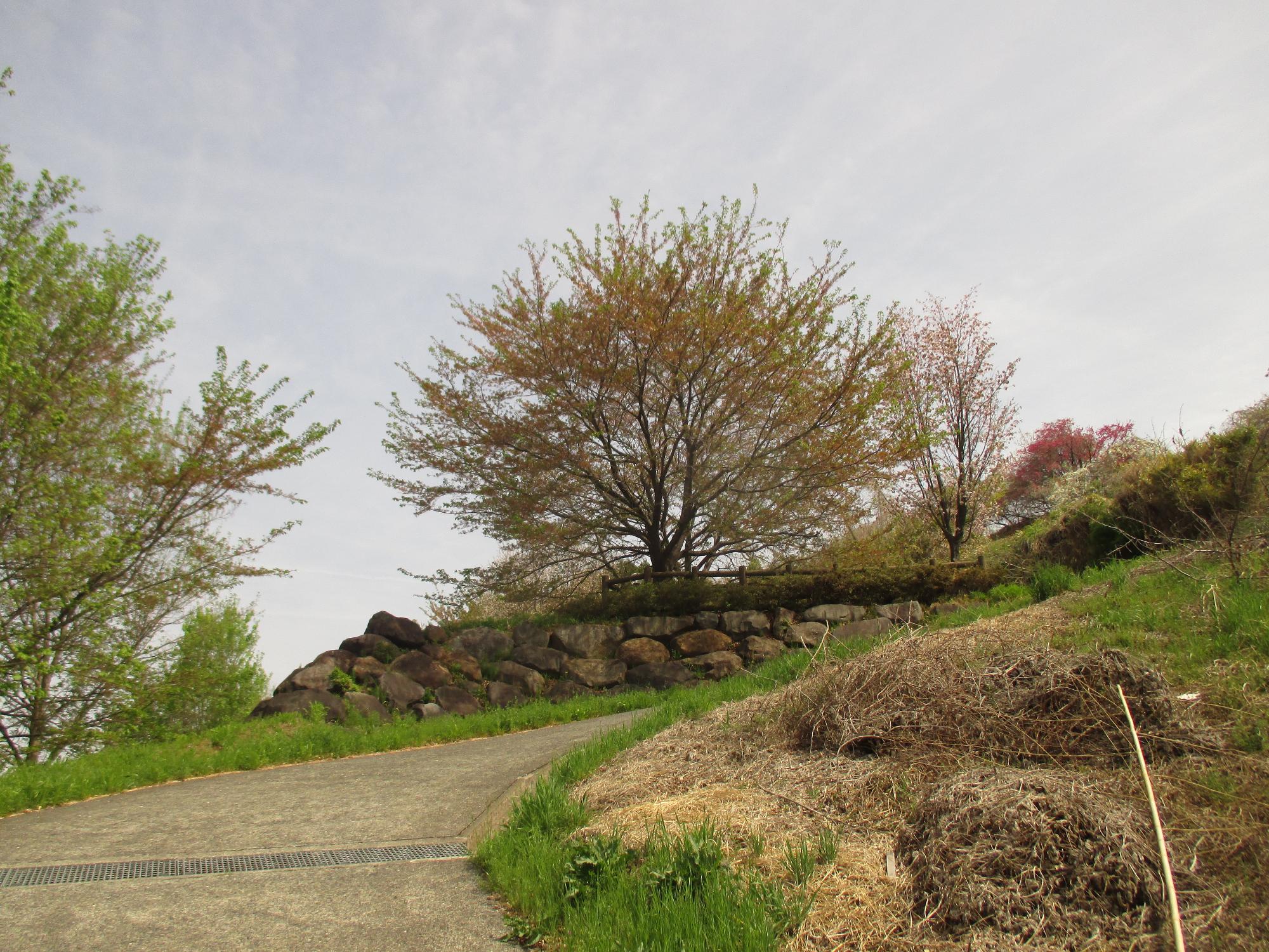 神明の丘眺望公園隣接の桜の開花状況