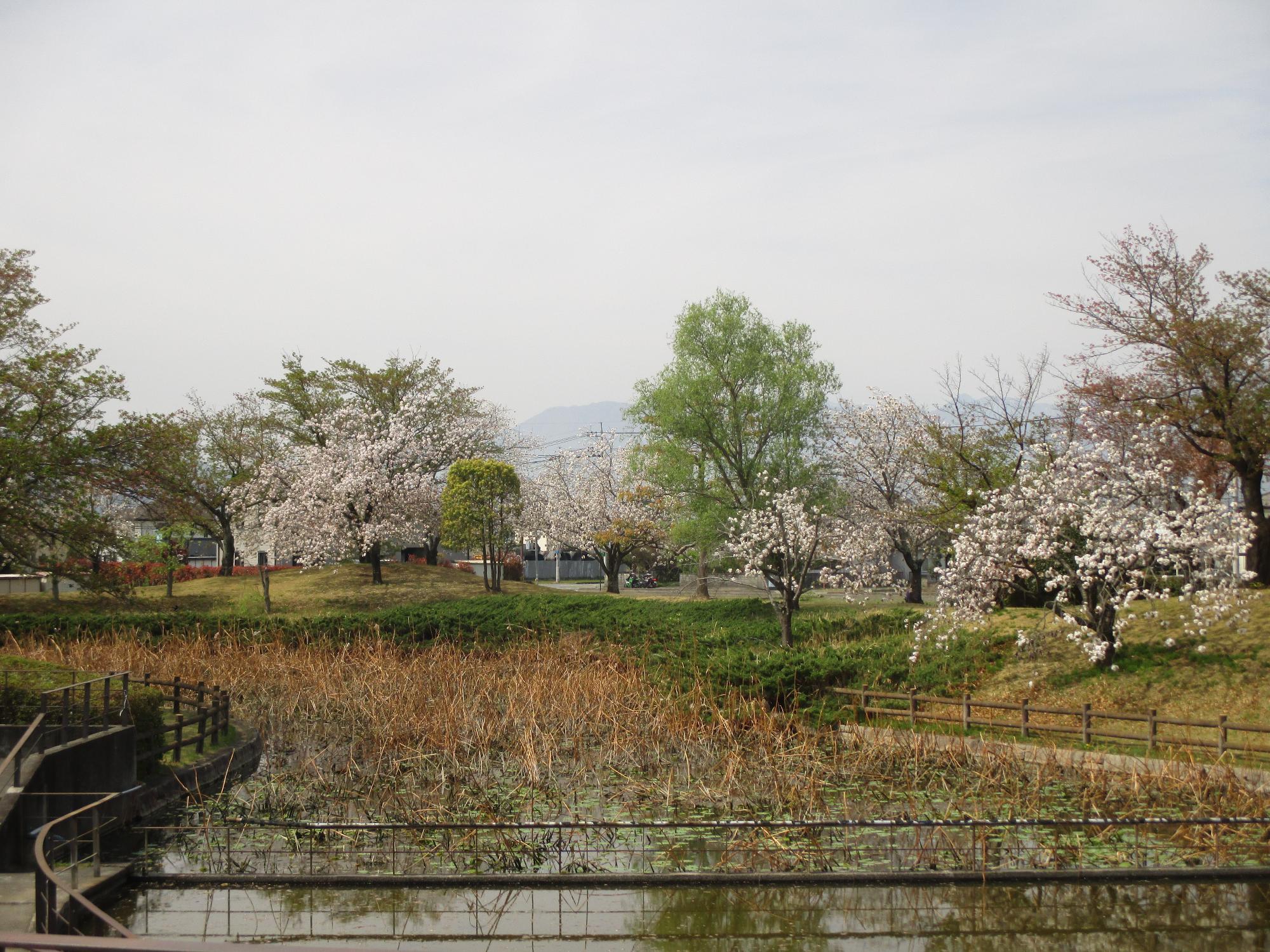 玉穂ふれあい広場の桜開花状況