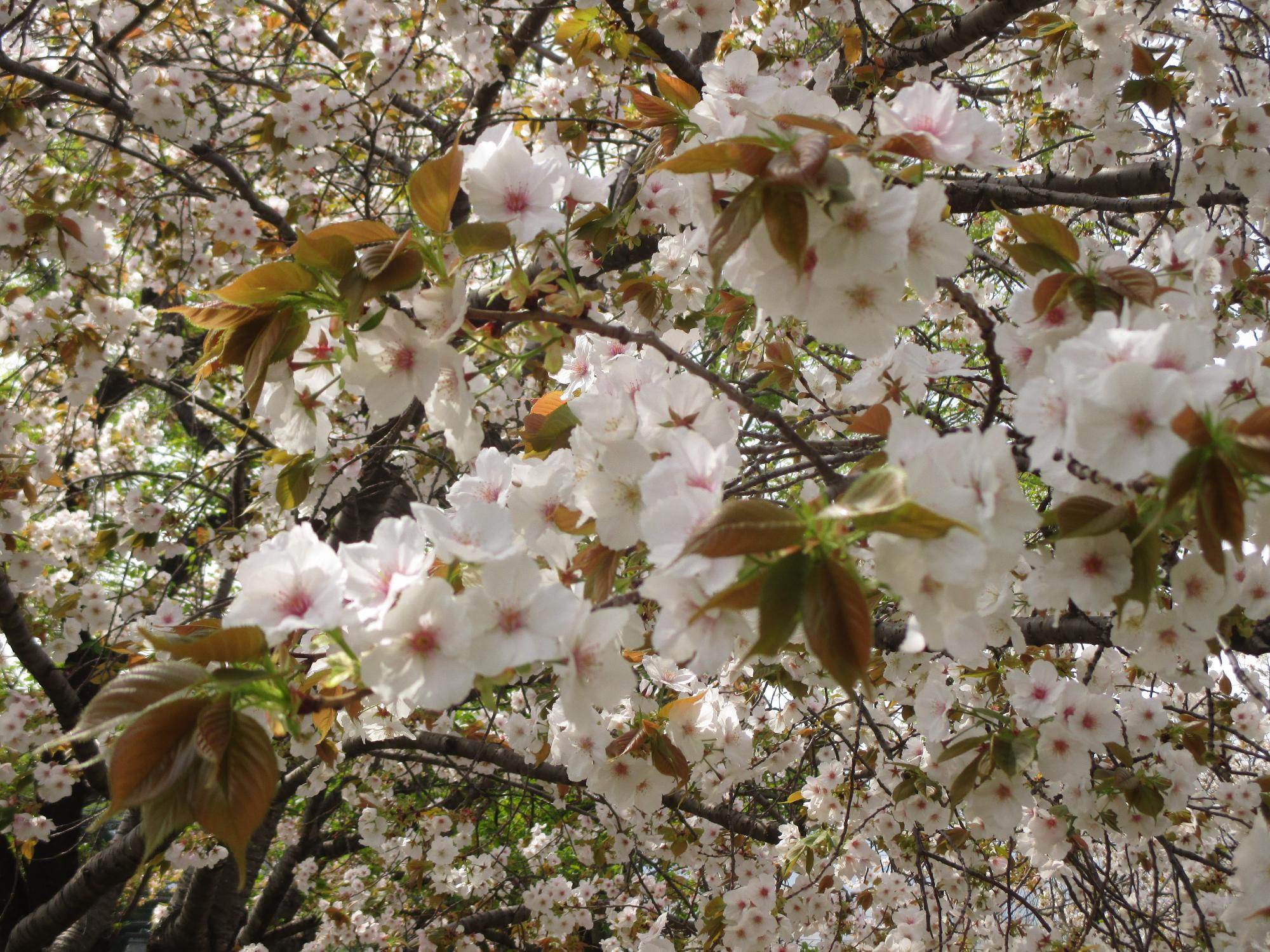 玉穂ふれあい広場の桜開花状況