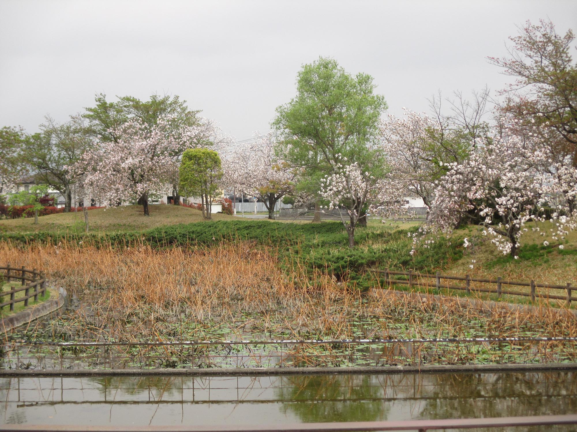 玉穂ふれあい広場の桜開花状況