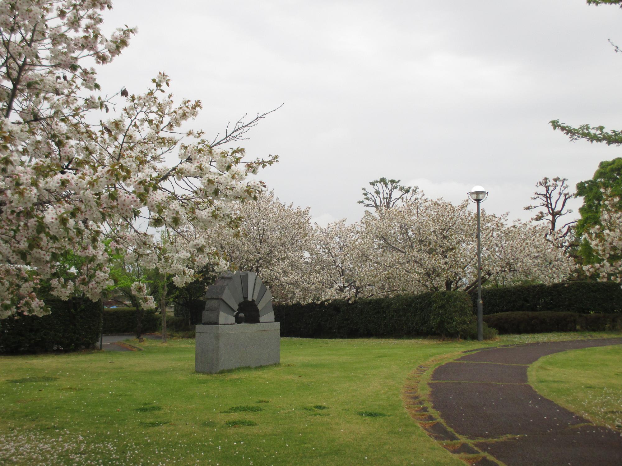 玉穂ふれあい広場の桜開花状況