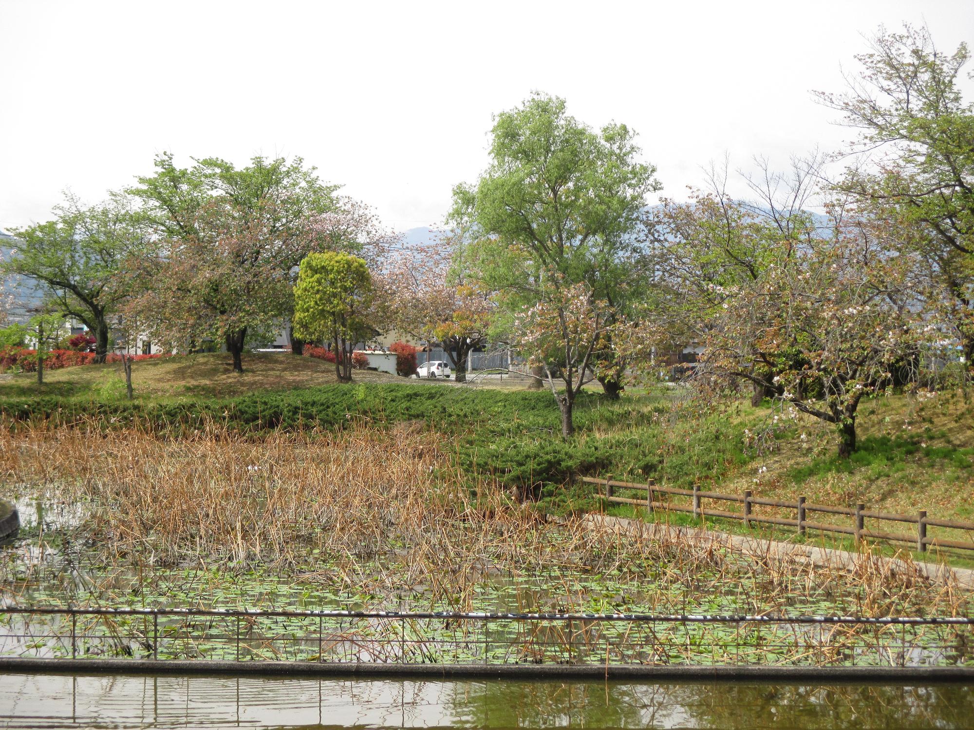 玉穂ふれあい広場の桜開花状況