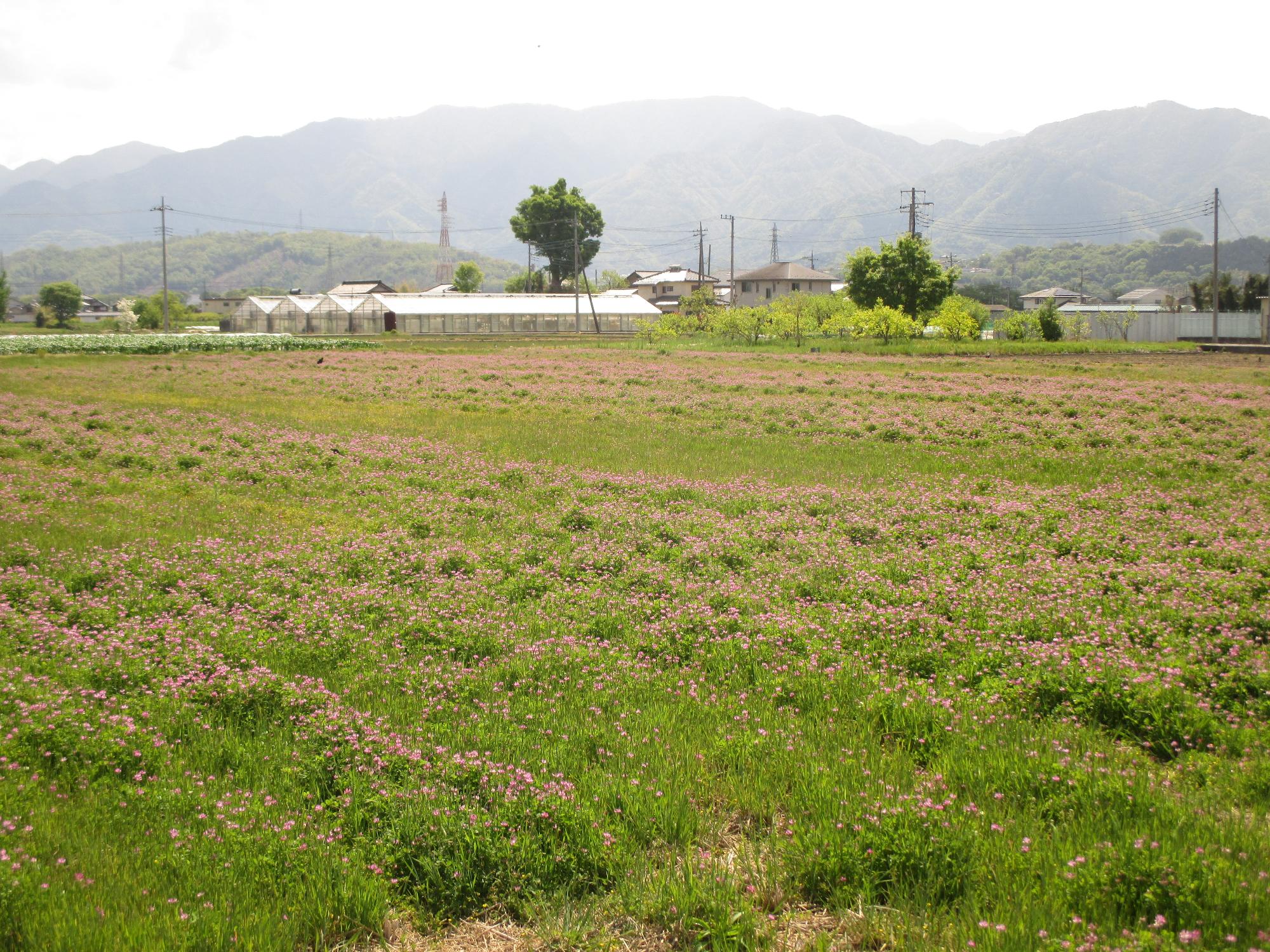 中巨摩第2グラウンド付近れんげ開花状況