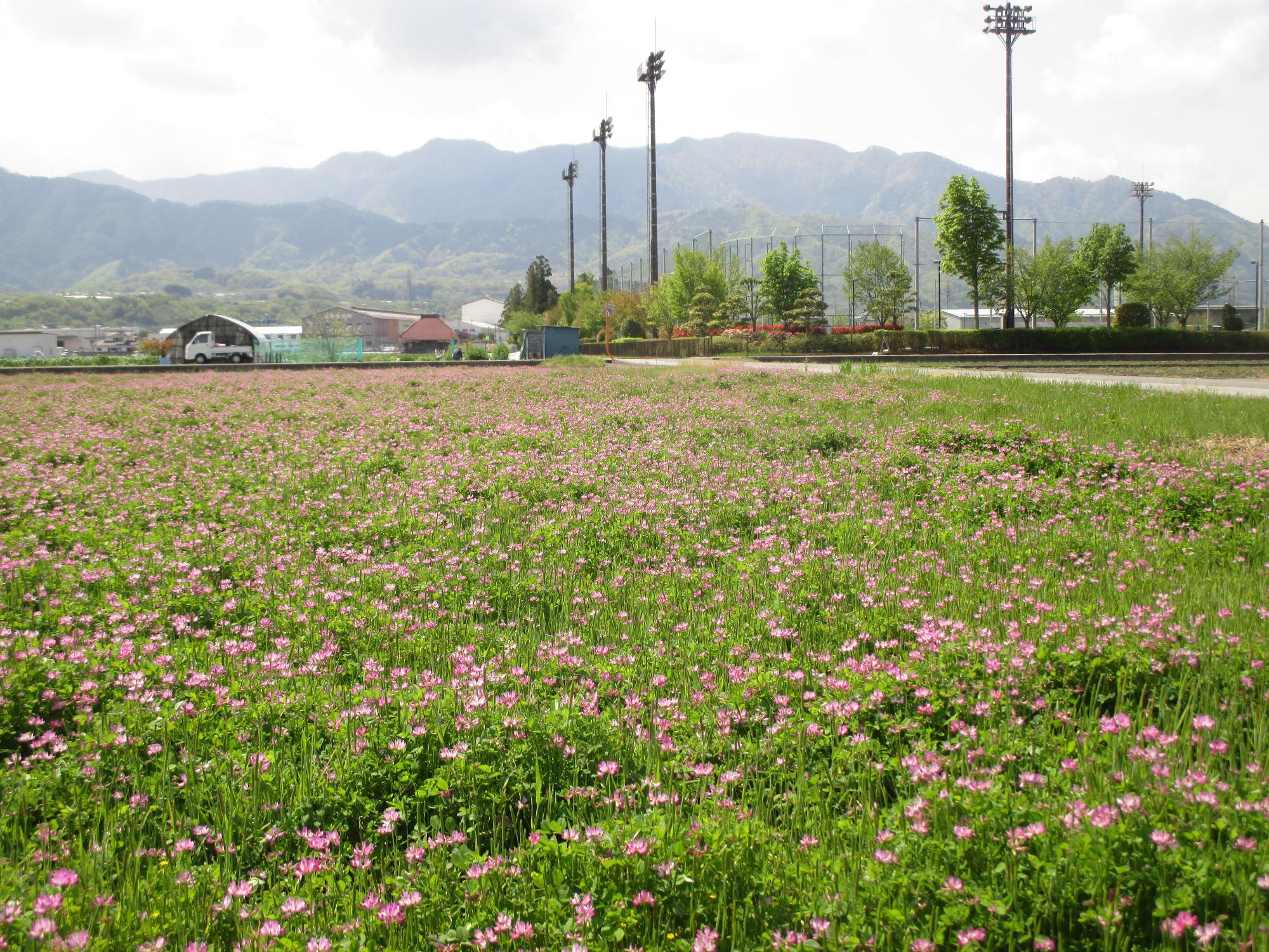 中巨摩第2グラウンド付近れんげ開花状況