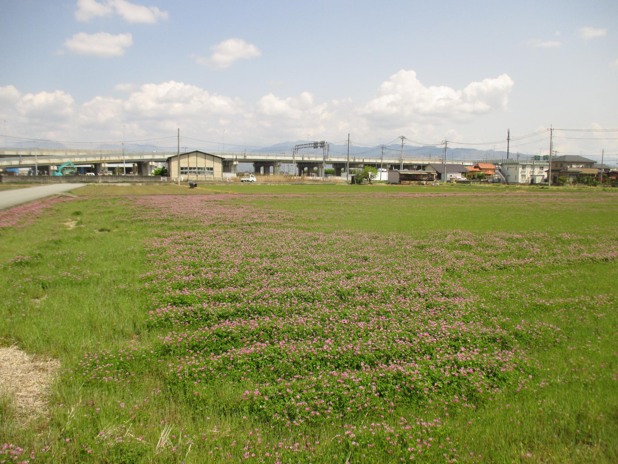 小井川駅付近れんげ開花状況