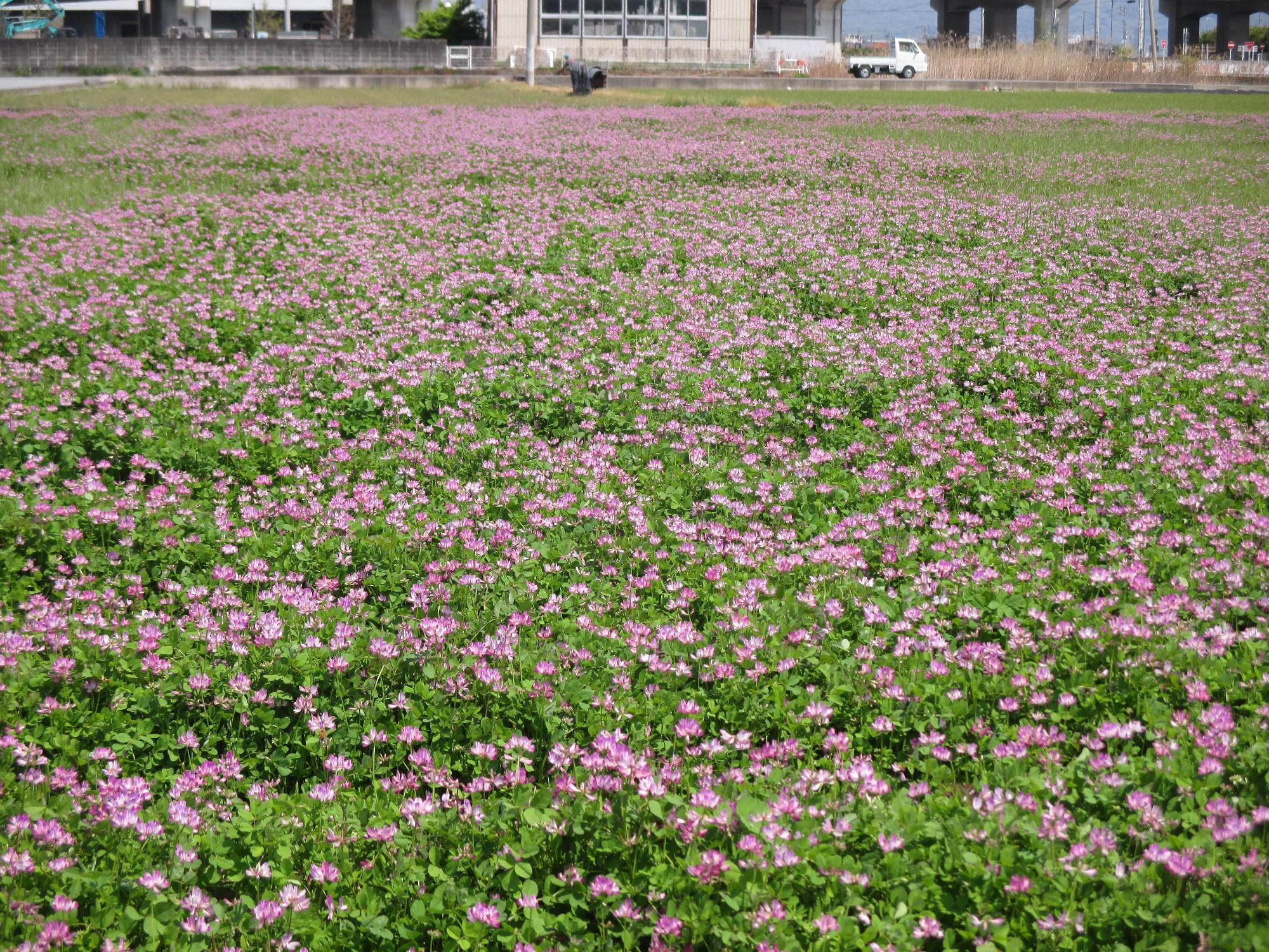 小井川駅付近れんげ開花状況