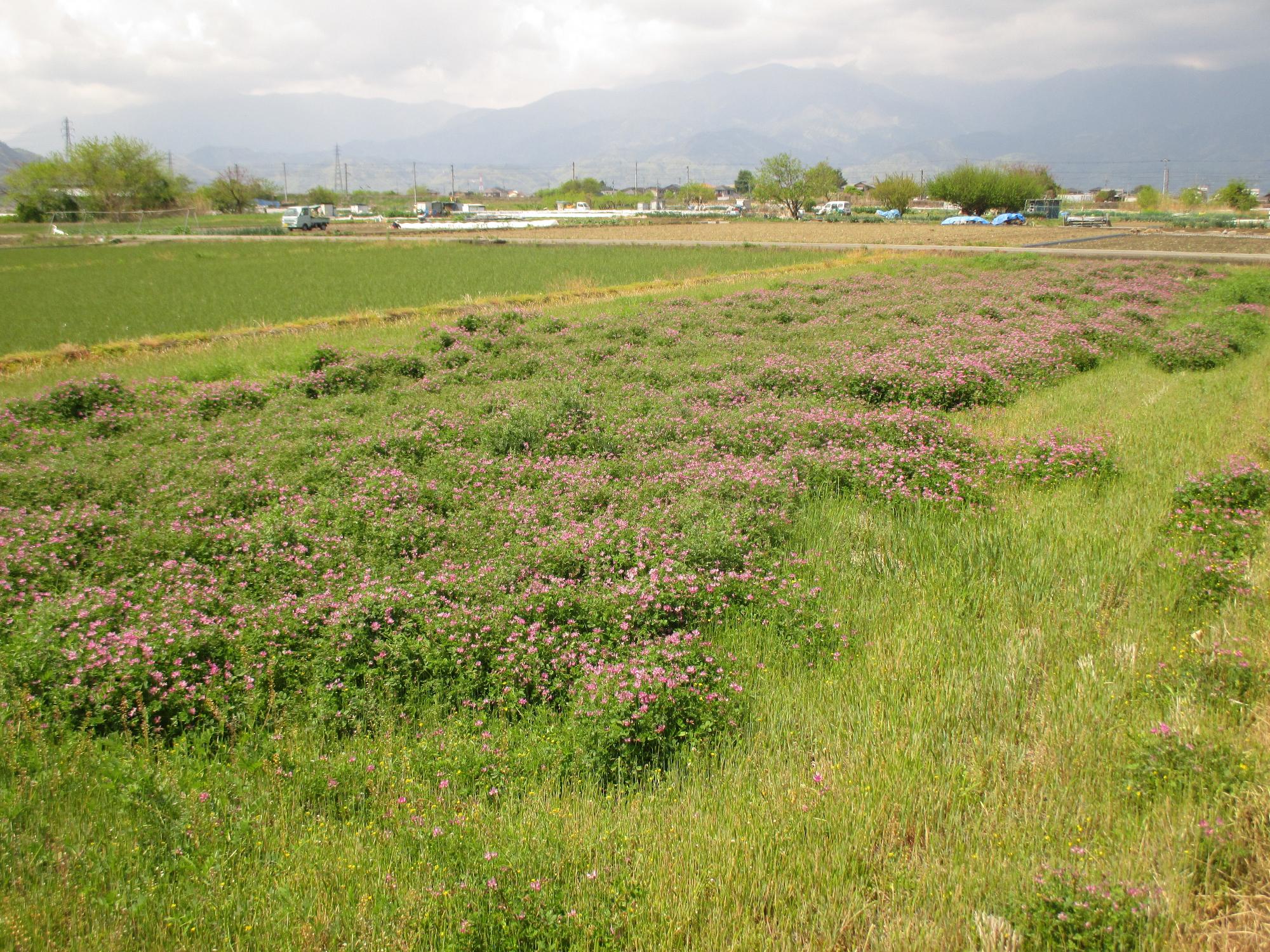 田富第3保育園付近のれんげ開花状況