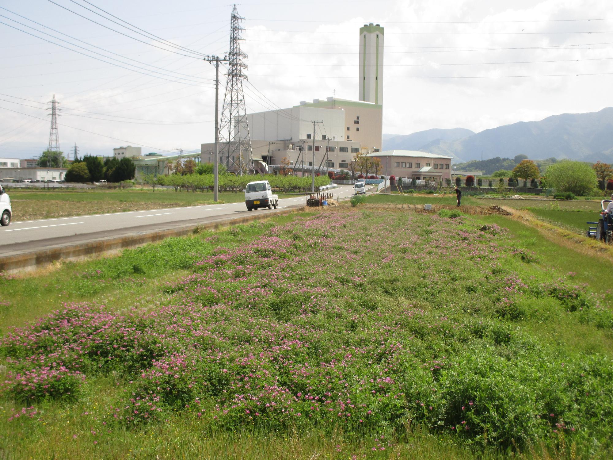 田富第3保育園付近のれんげ開花状況