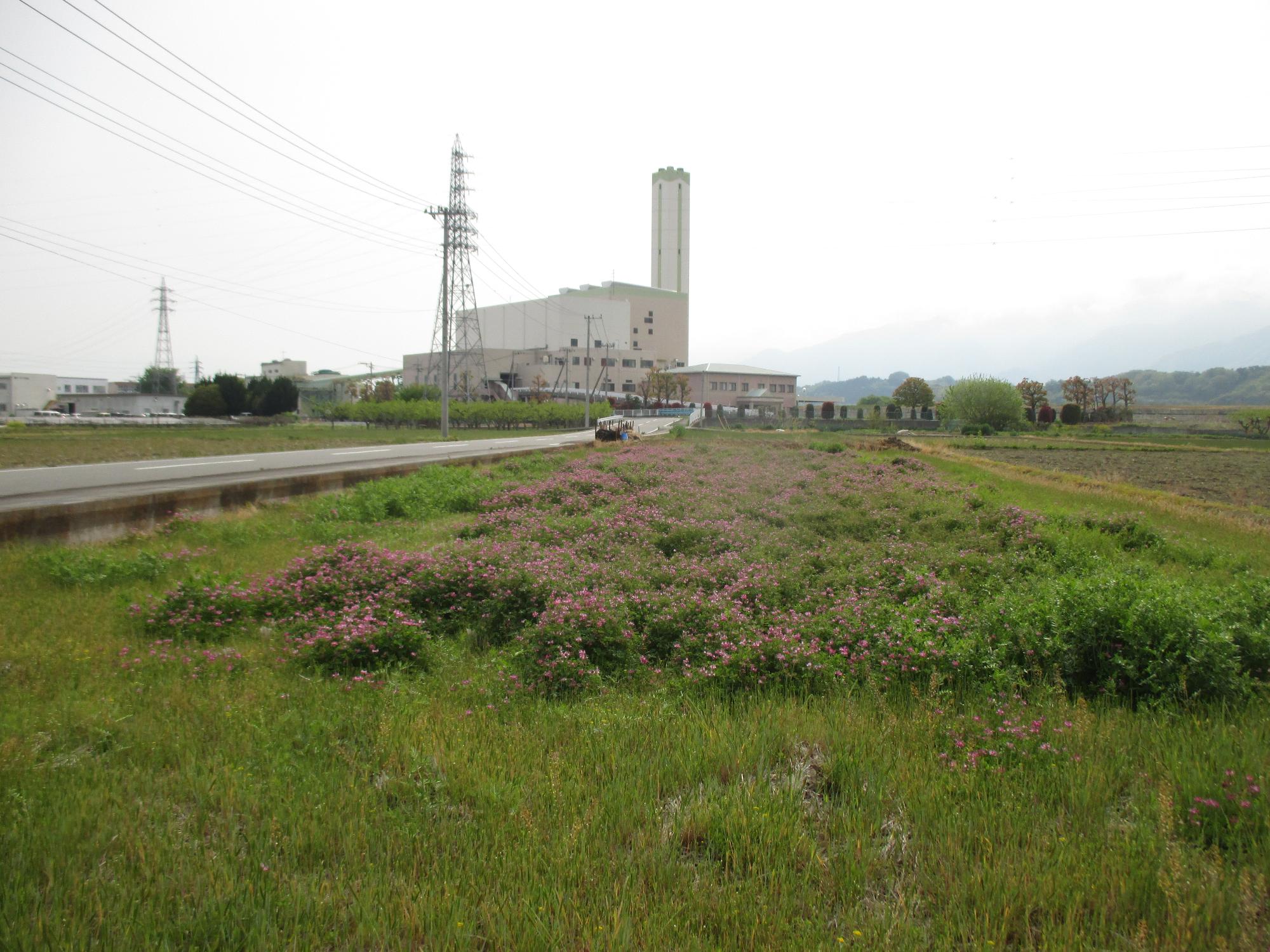 田富第3保育園付近開花状況